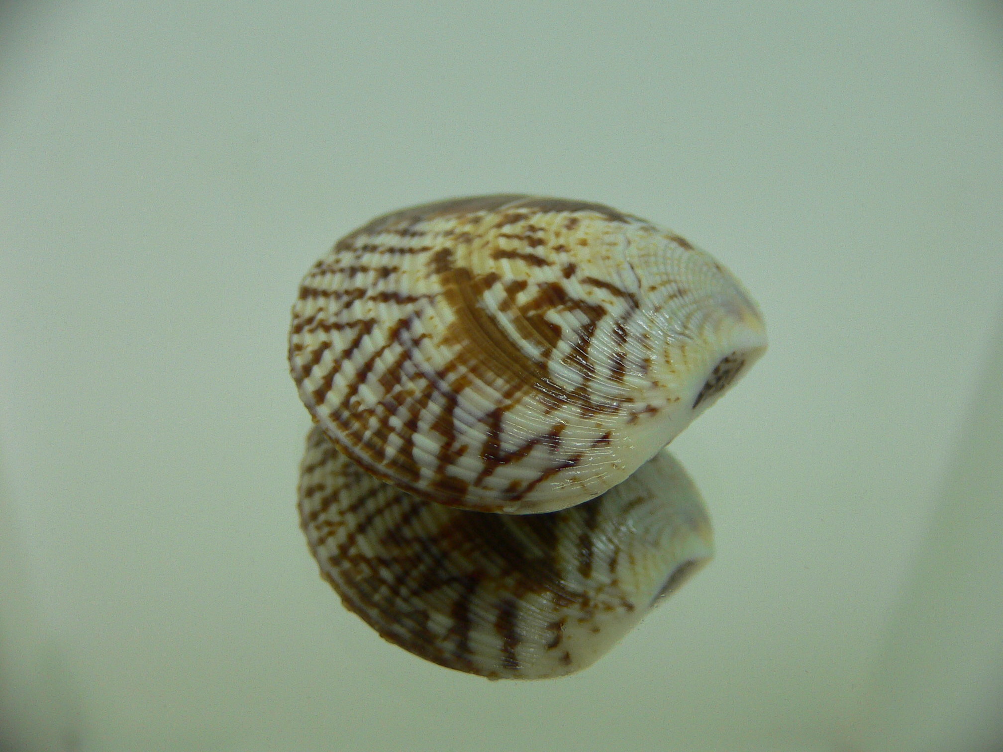 Circe scripta SUPER COLOR