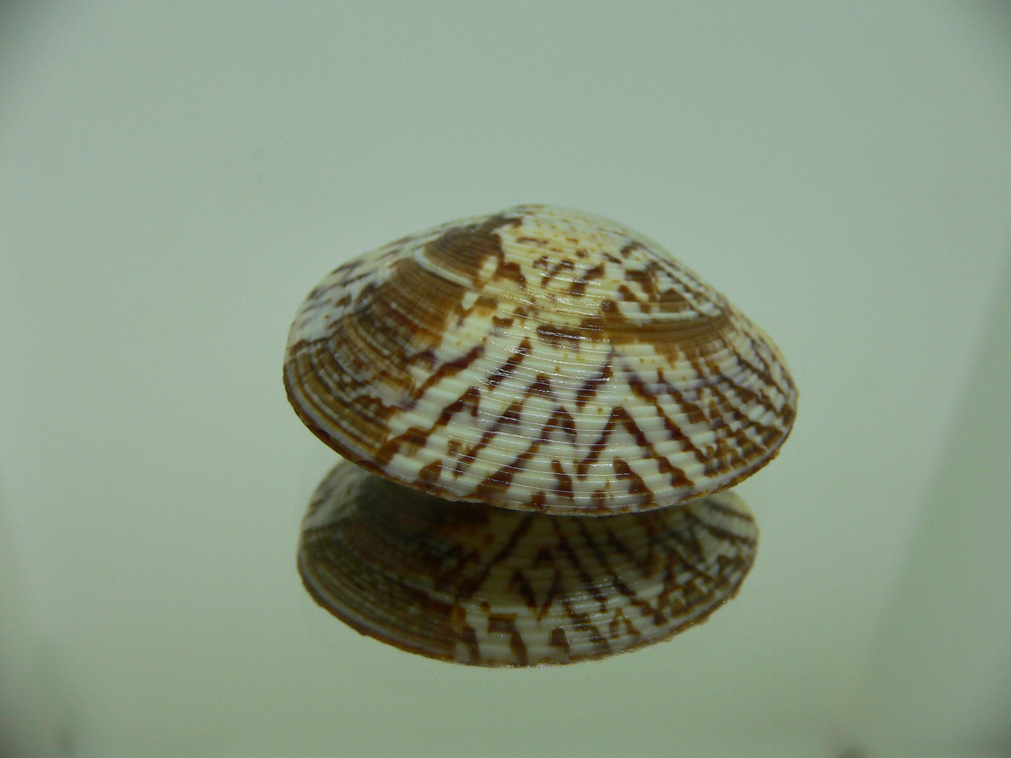 Circe scripta SUPER COLOR