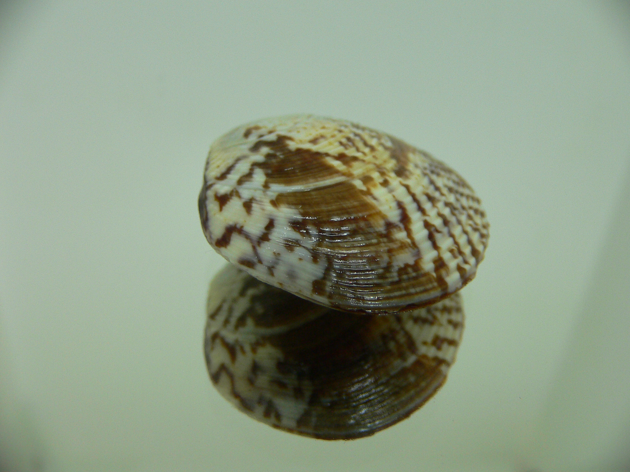 Circe scripta SUPER COLOR