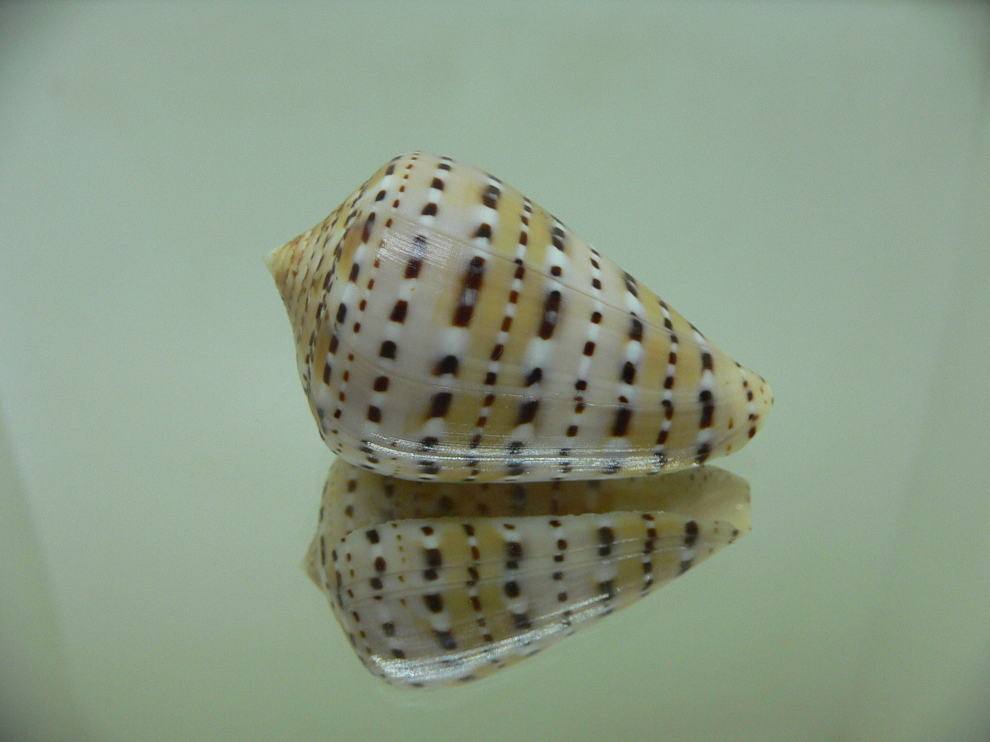 Conus genuanus DOTTED LINE