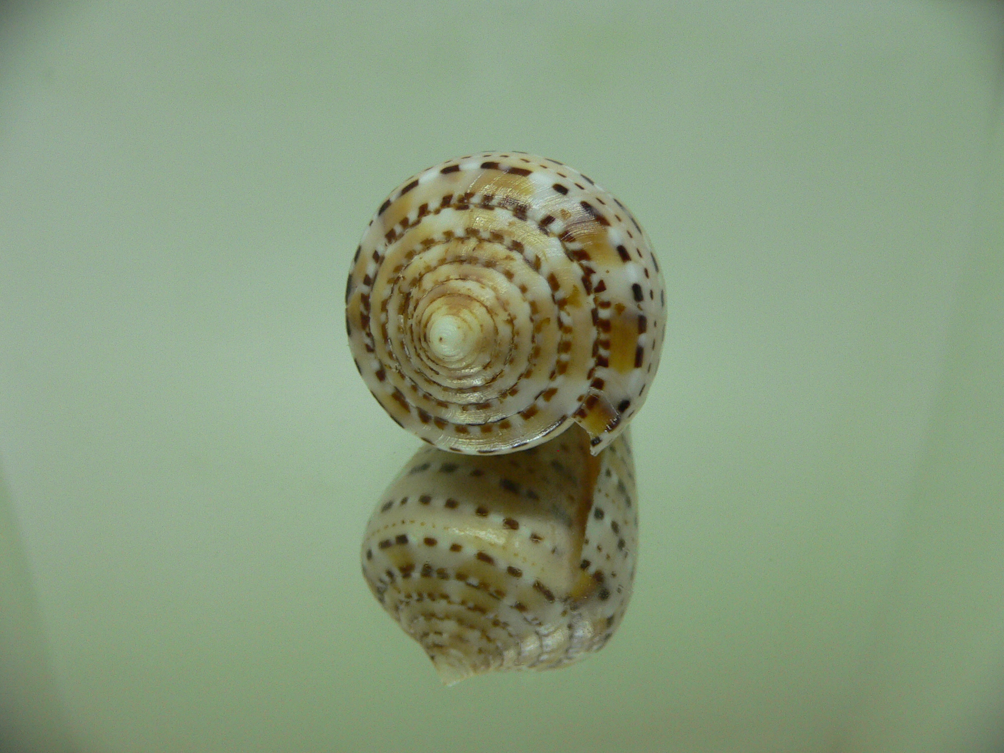 Conus genuanus DOTTED LINE