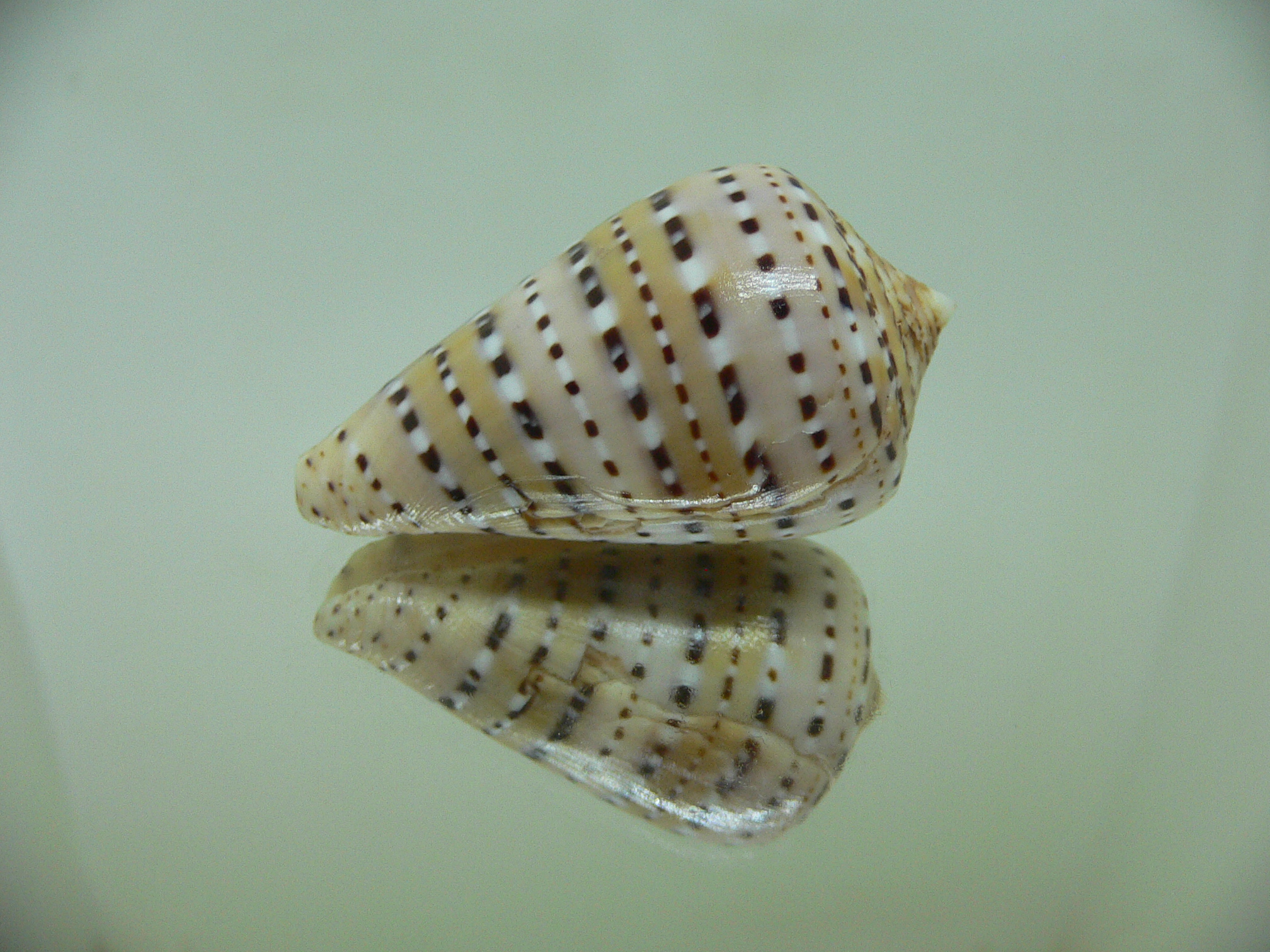 Conus genuanus DOTTED LINE