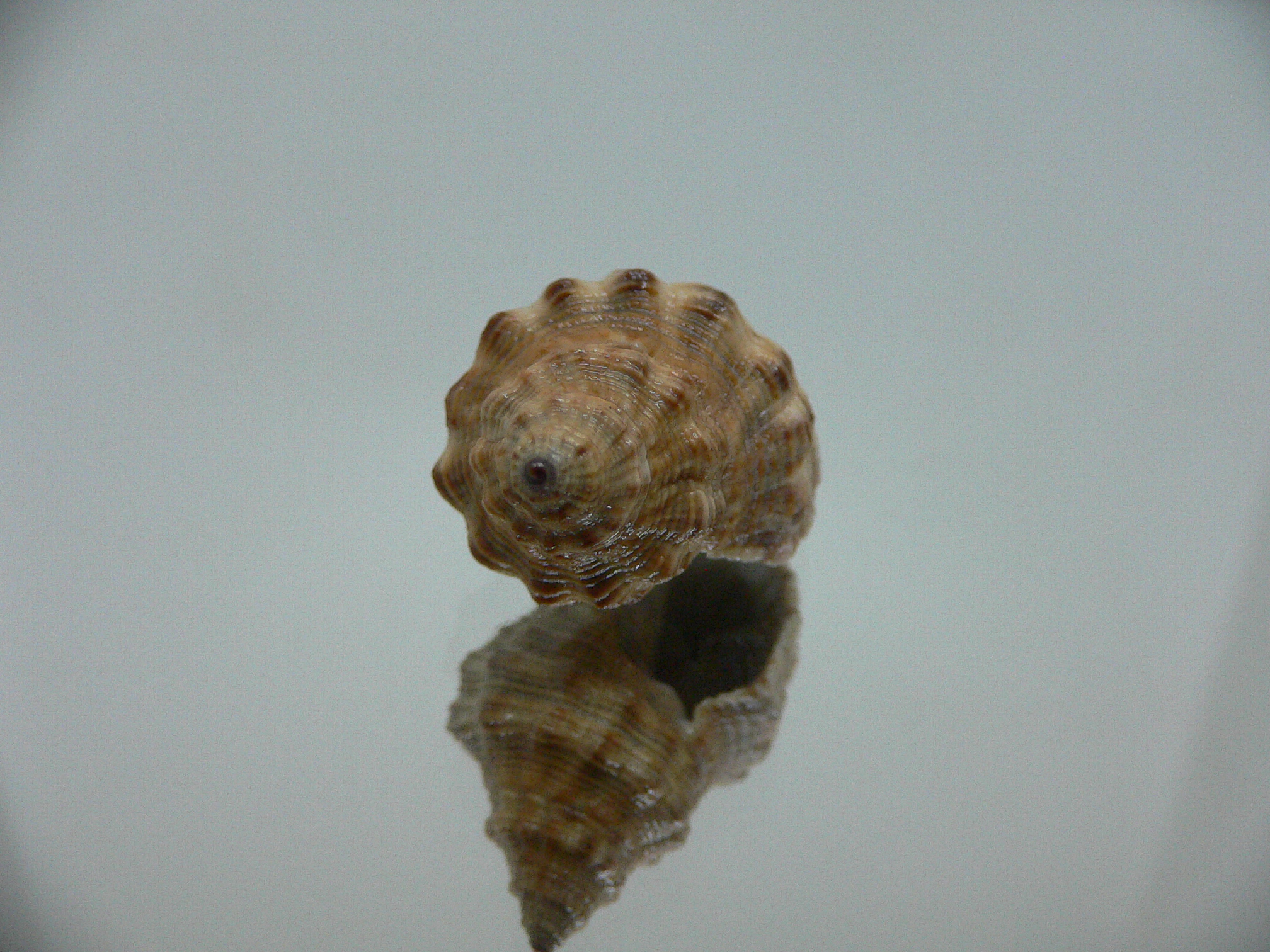 Reishia luteostoma BROWN