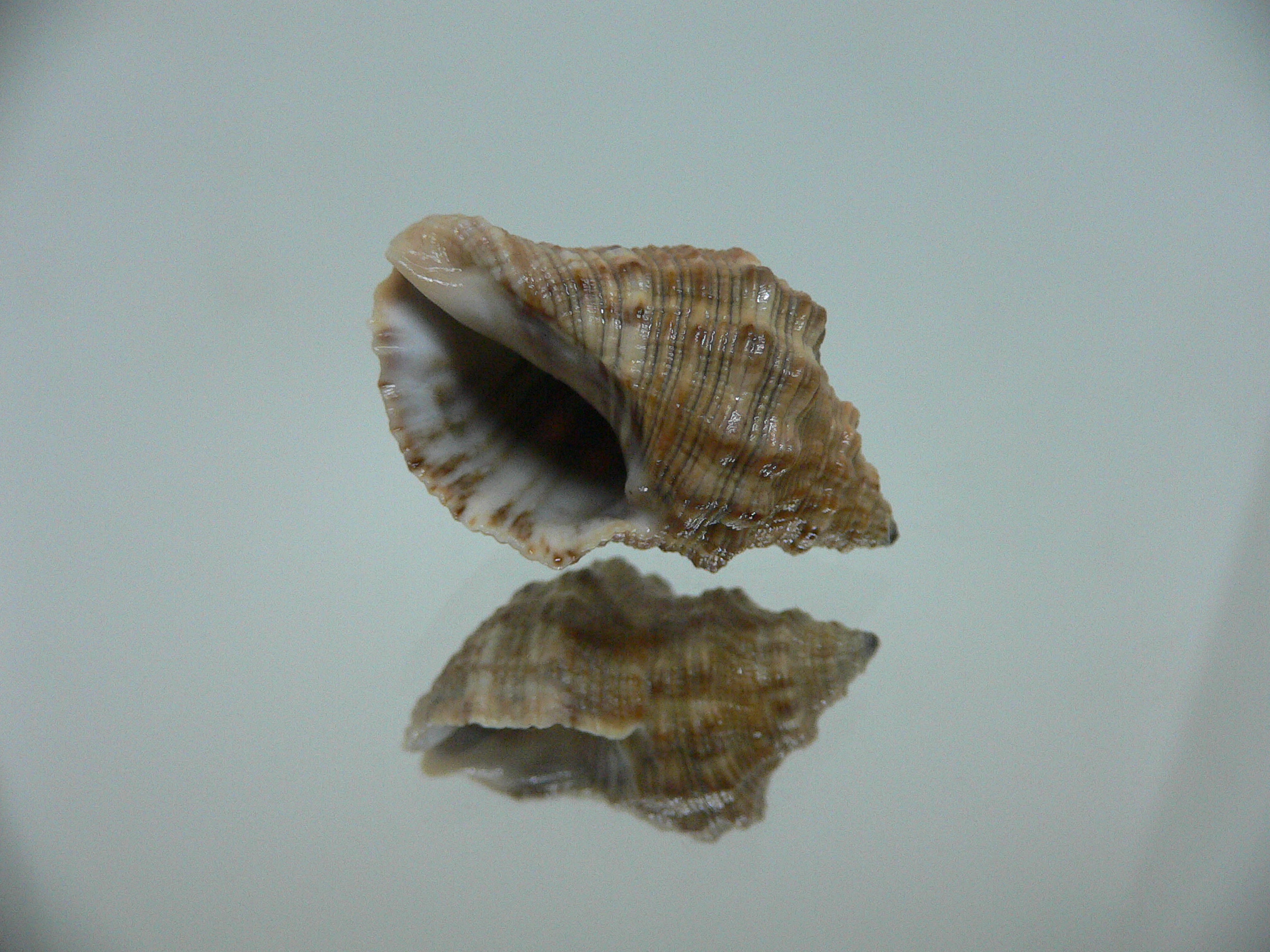 Reishia luteostoma BROWN