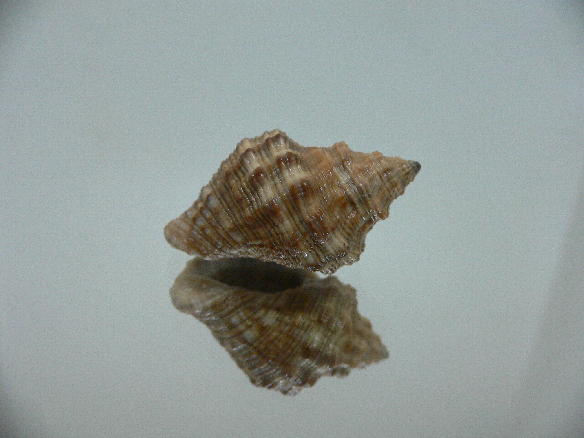 Reishia luteostoma BROWN