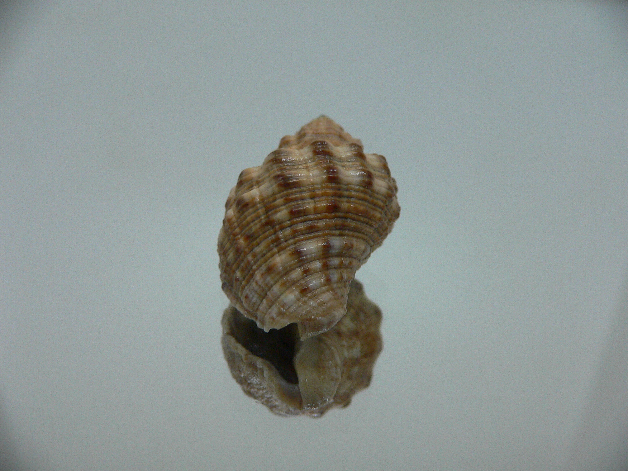 Reishia luteostoma BROWN