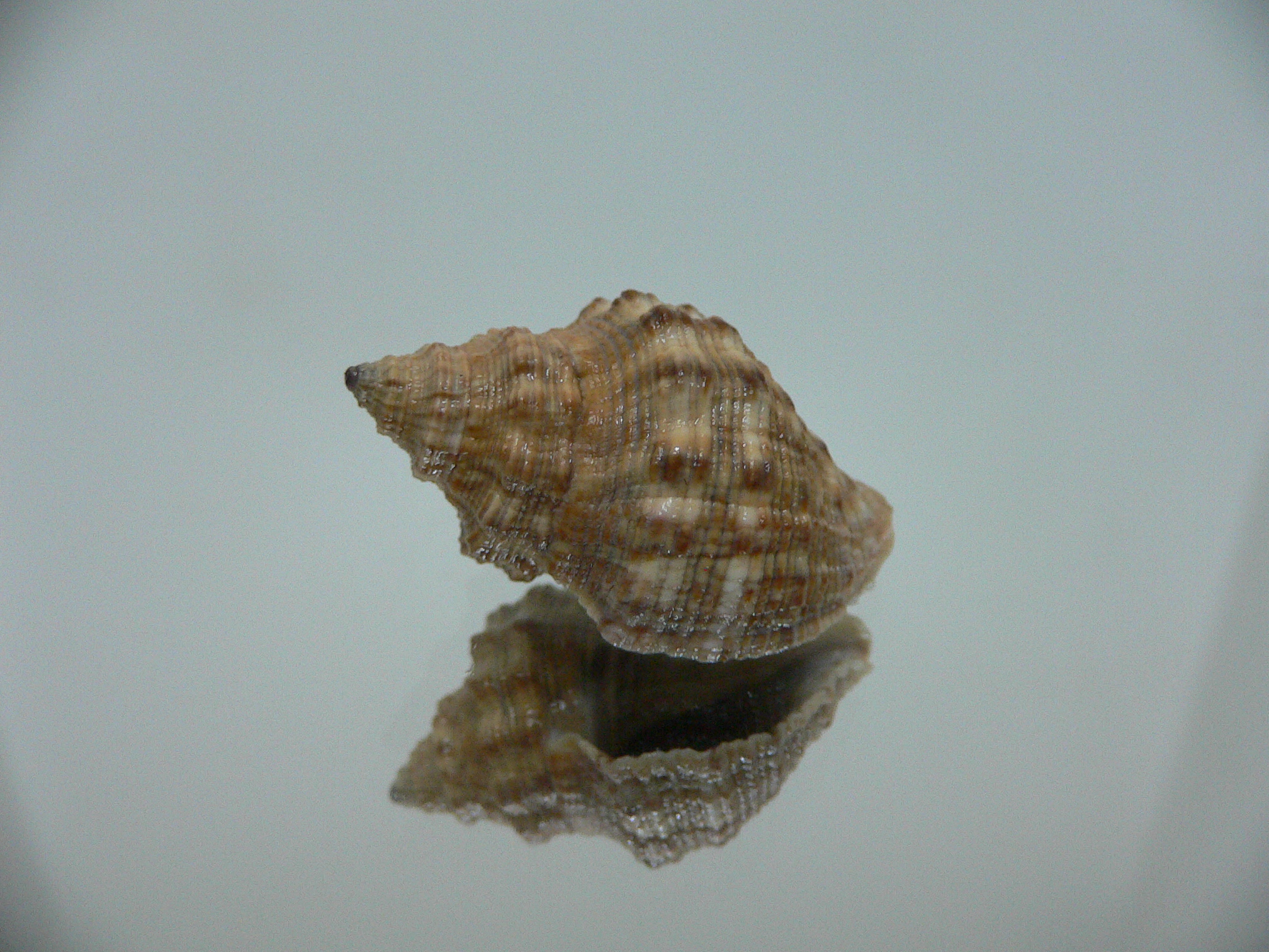 Reishia luteostoma BROWN