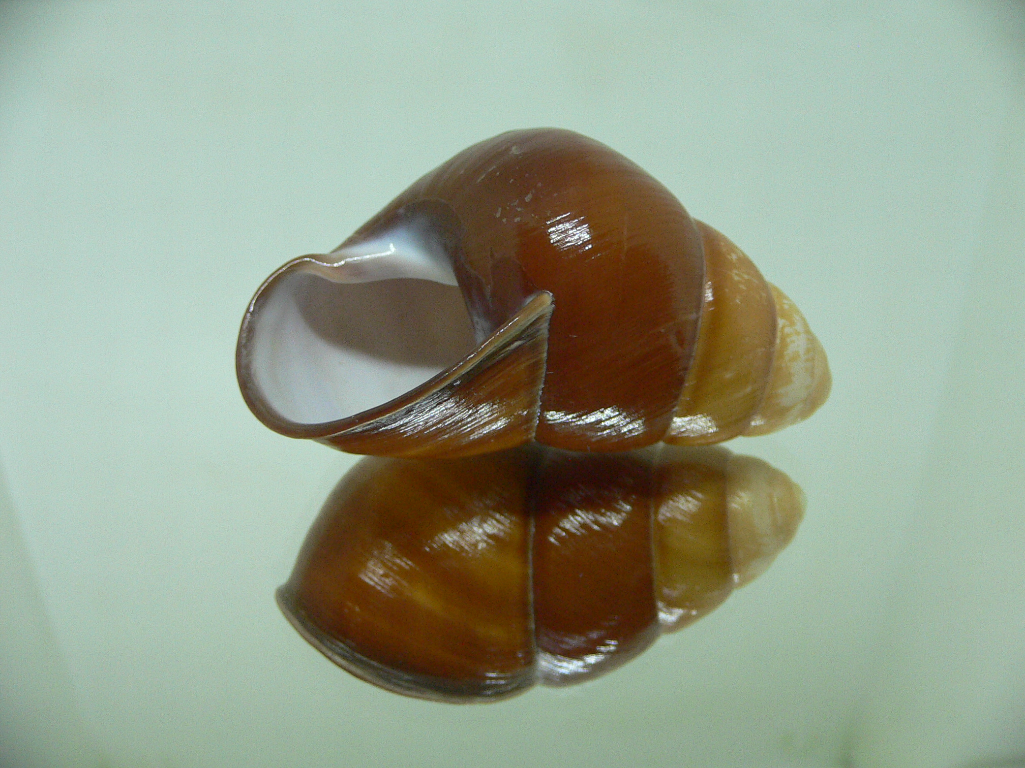 Cochlostyla rufogaster manilana BIG & ELONGATE
