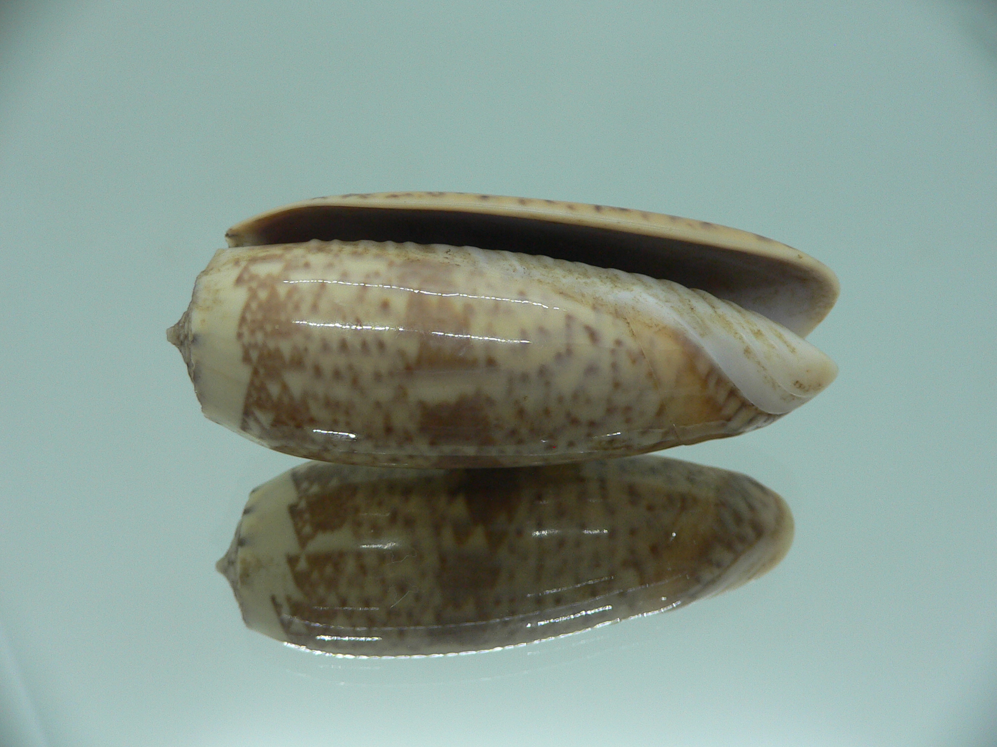 Oliva pacifica RARE