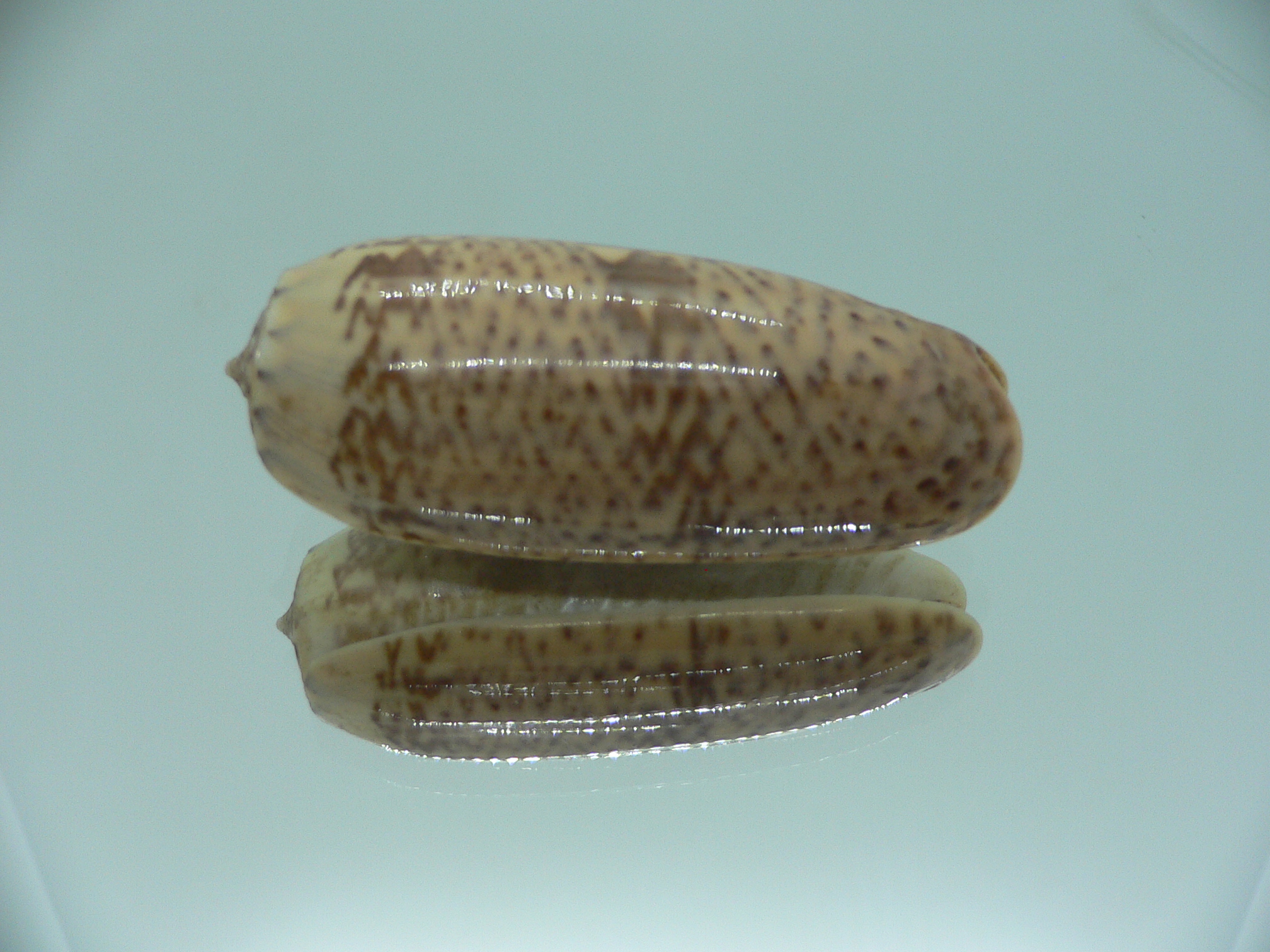 Oliva pacifica RARE