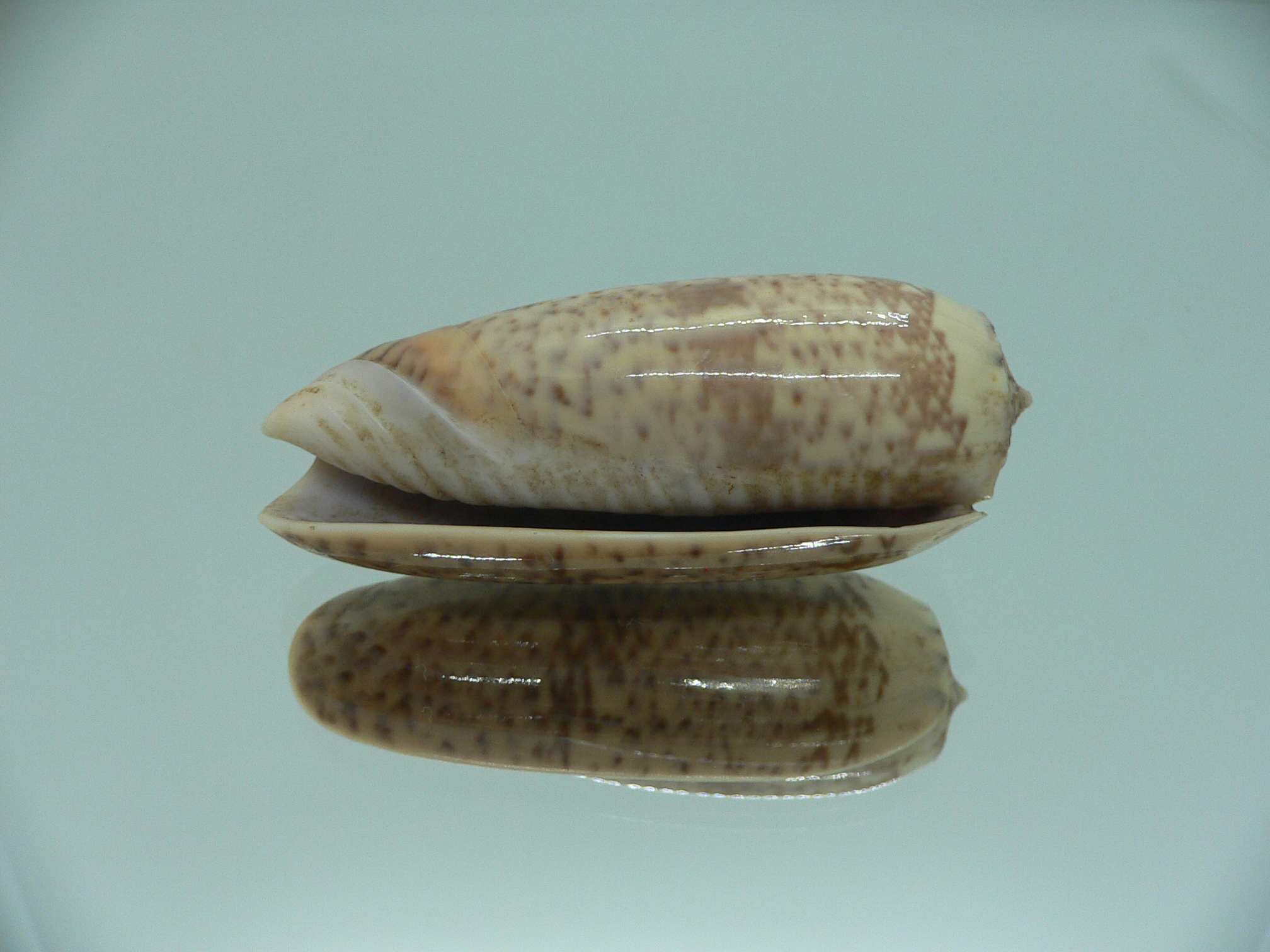 Oliva pacifica RARE