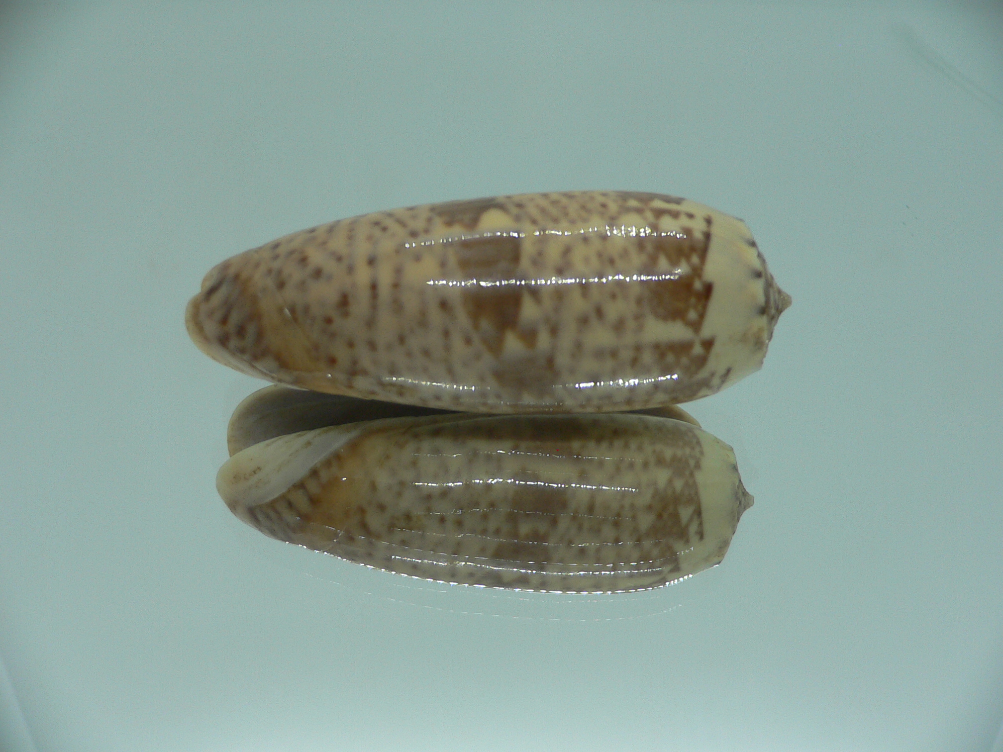 Oliva pacifica RARE