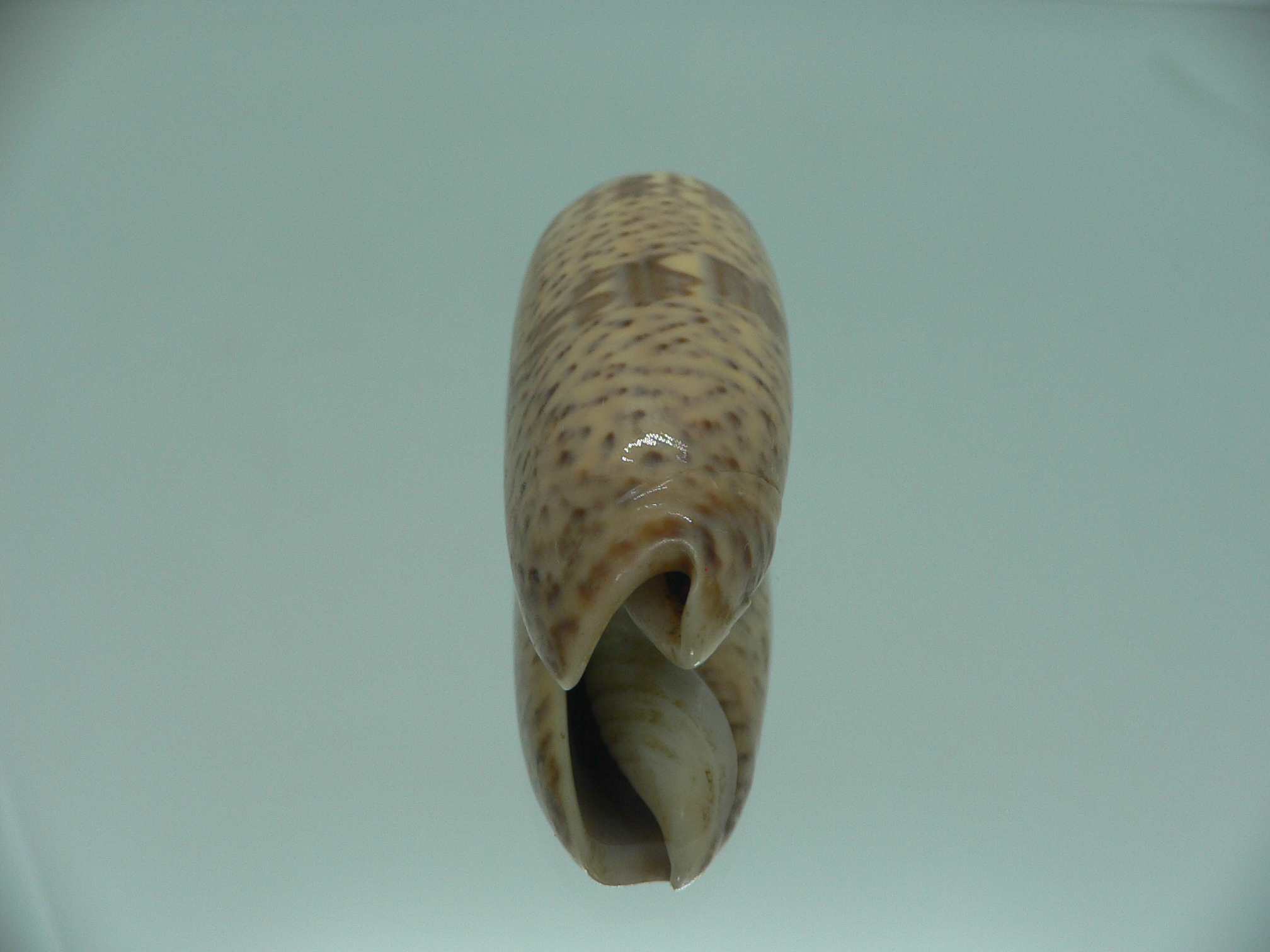Oliva pacifica RARE