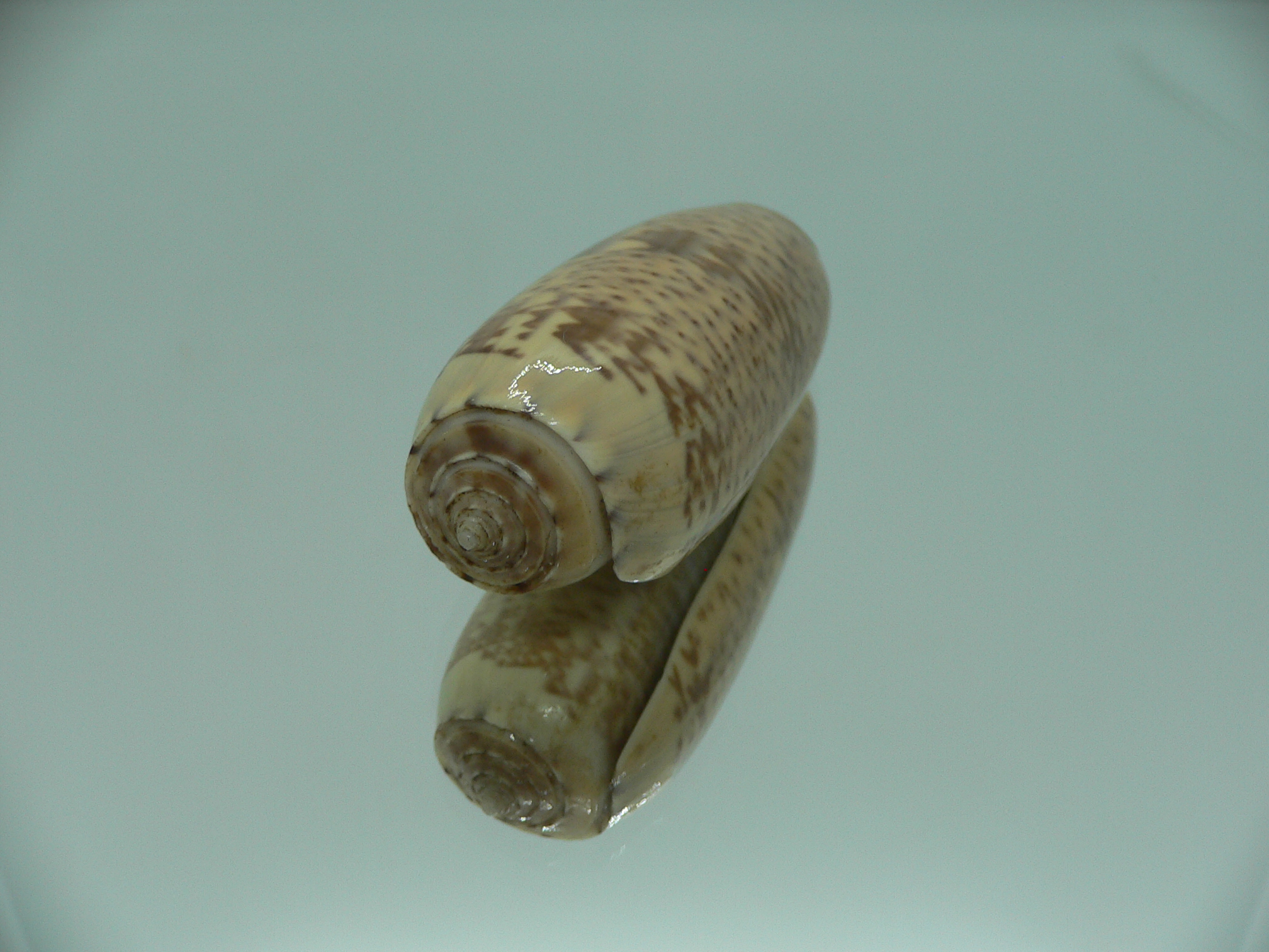 Oliva pacifica RARE