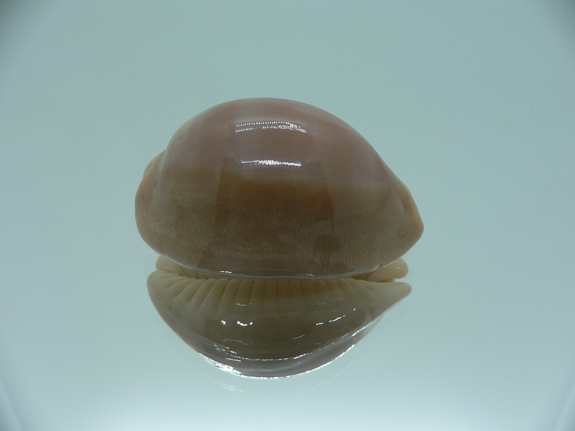 Cypraea sulcidentata VERY BIG