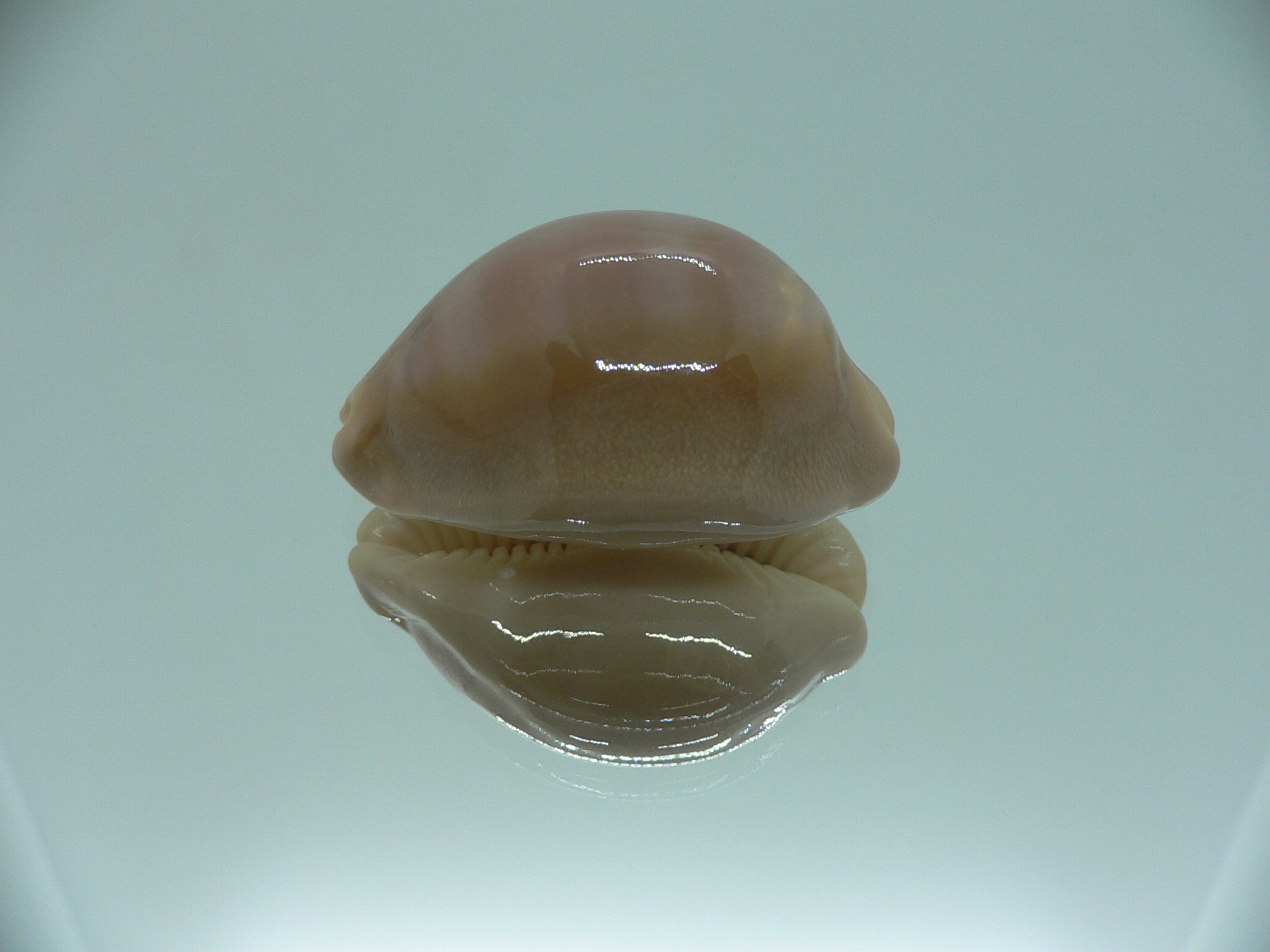 Cypraea sulcidentata VERY BIG