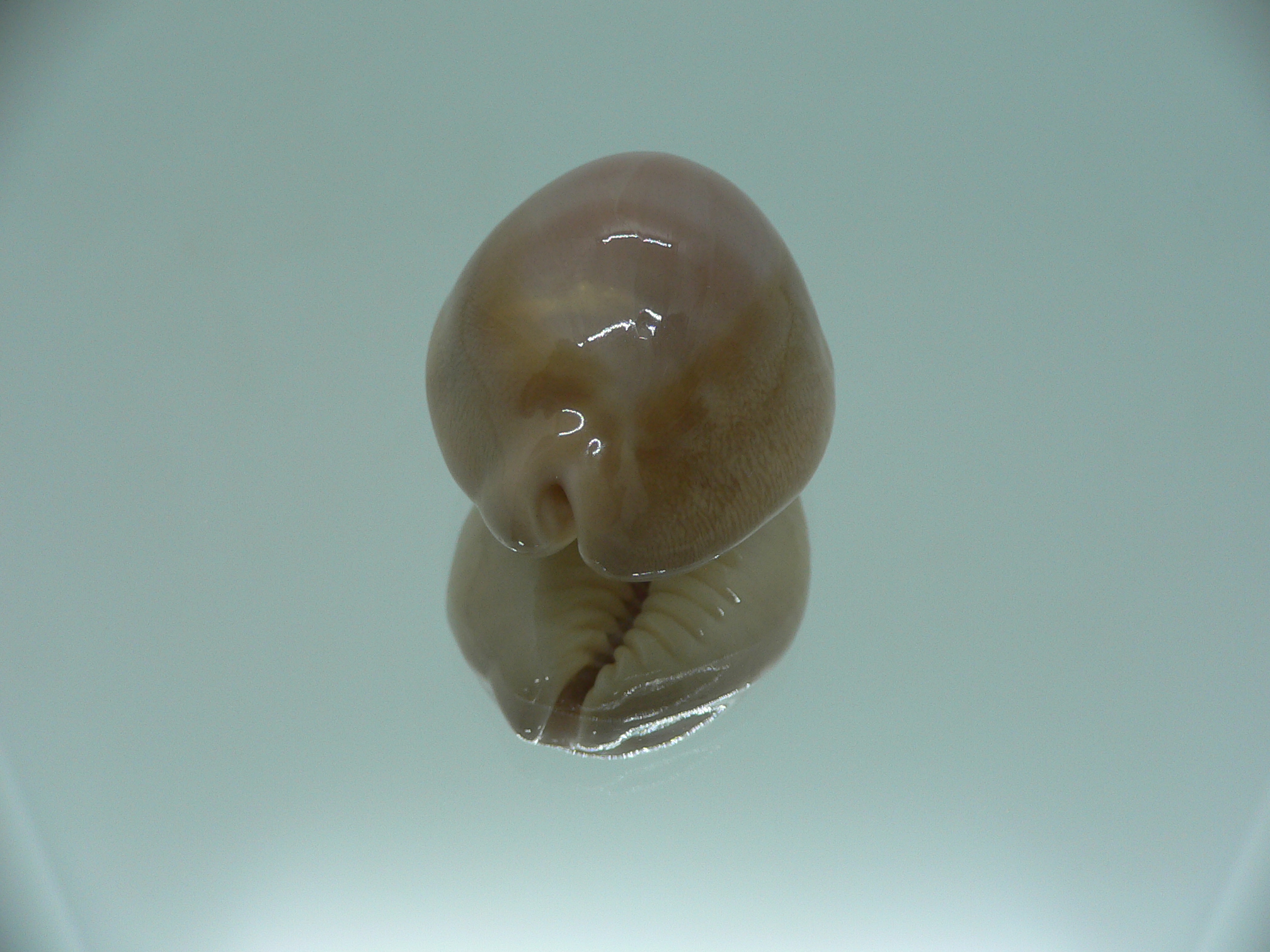 Cypraea sulcidentata VERY BIG