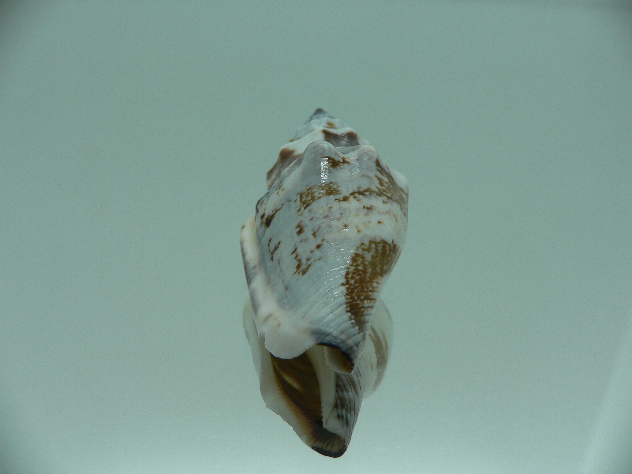 Strombus urceus urceus BLUE-BROWN