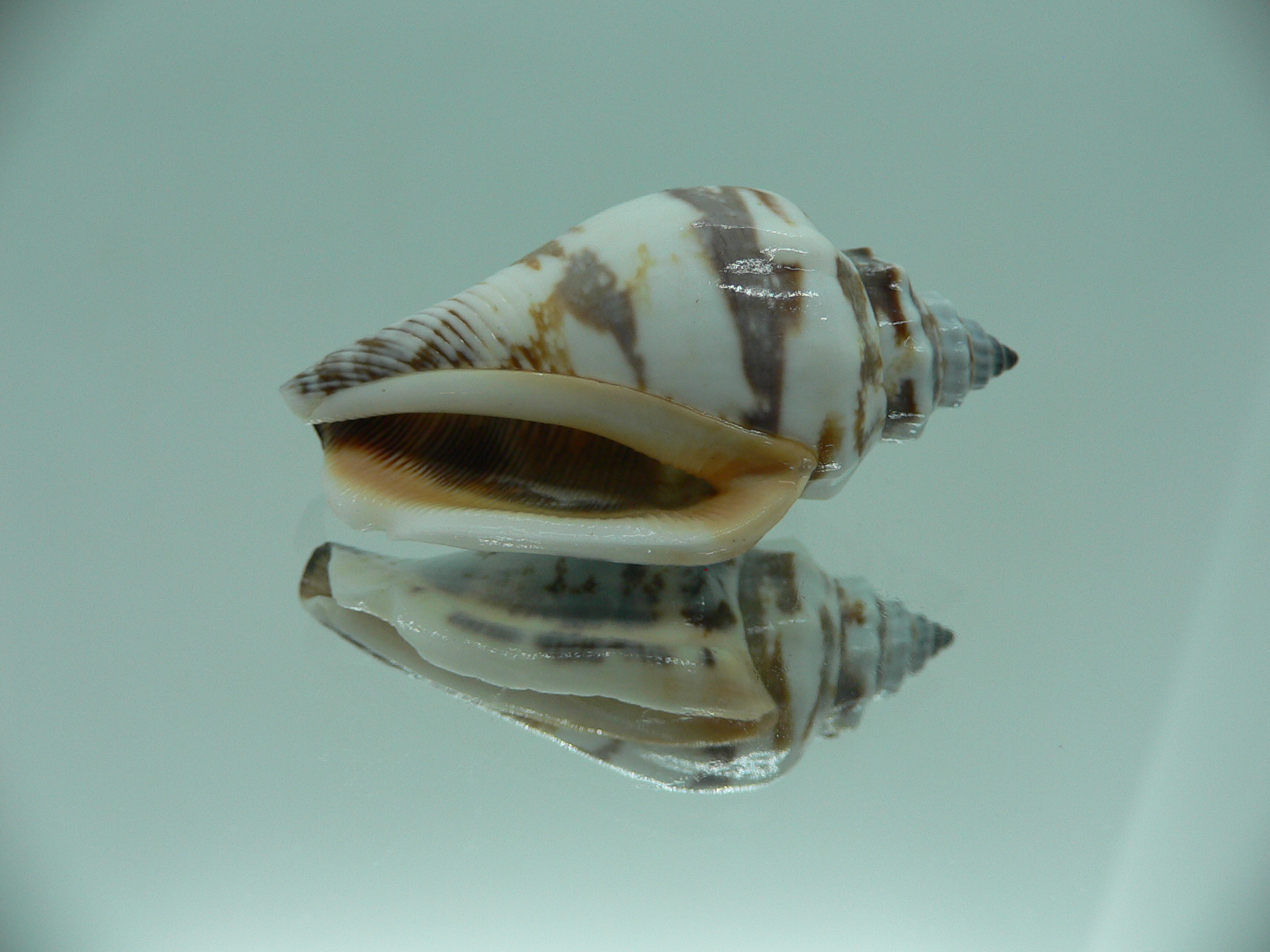 Strombus urceus urceus BLUE-BROWN