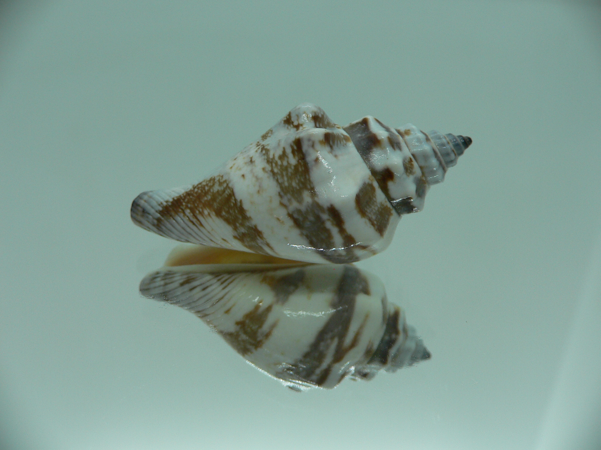 Strombus urceus urceus BLUE-BROWN