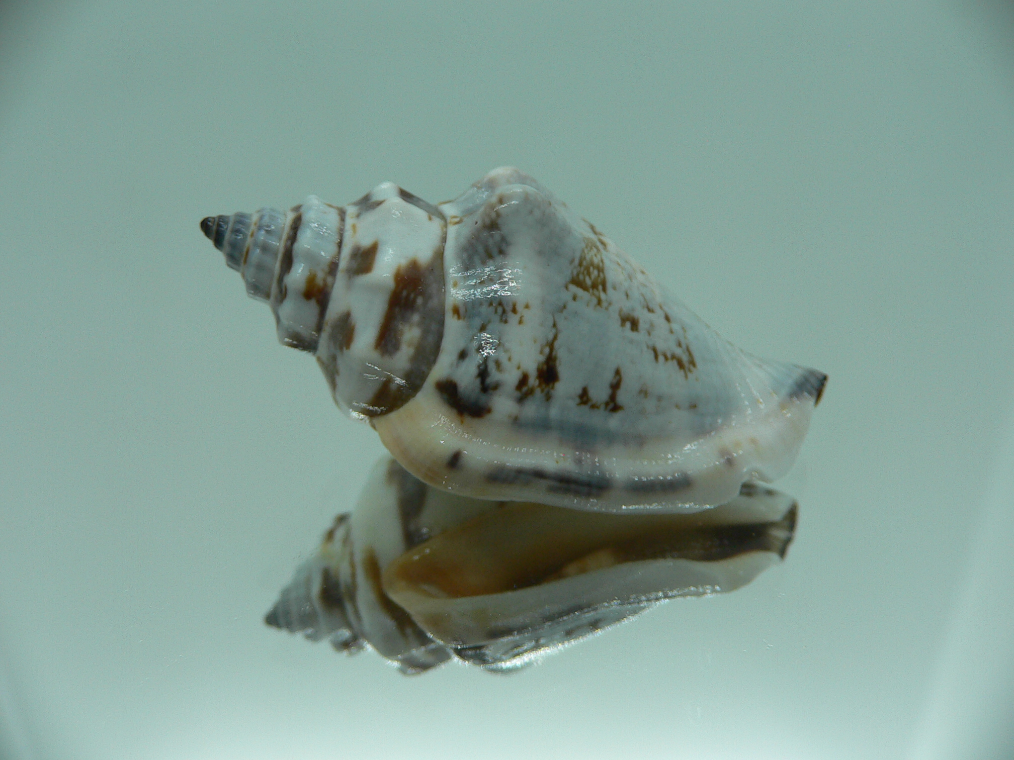 Strombus urceus urceus BLUE-BROWN