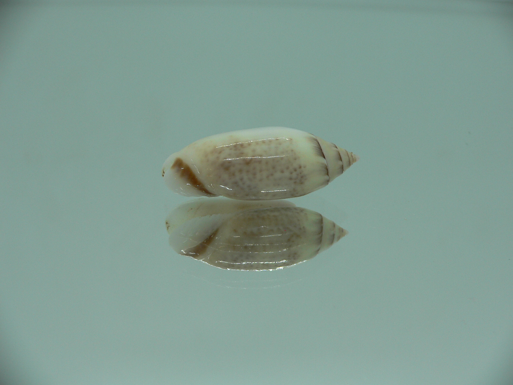 Oliva (Acutoliva) australis 7