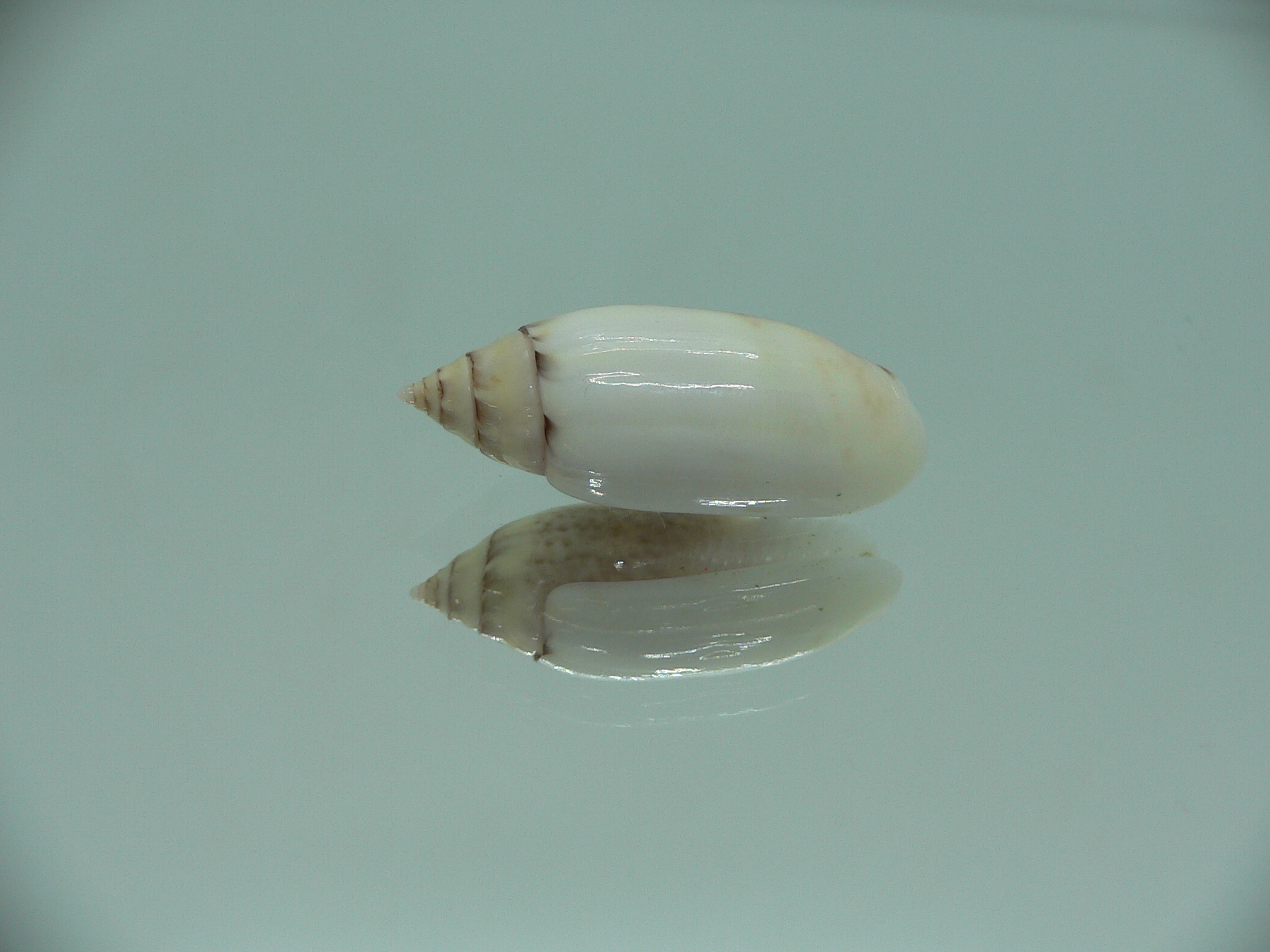 Oliva (Acutoliva) australis 7