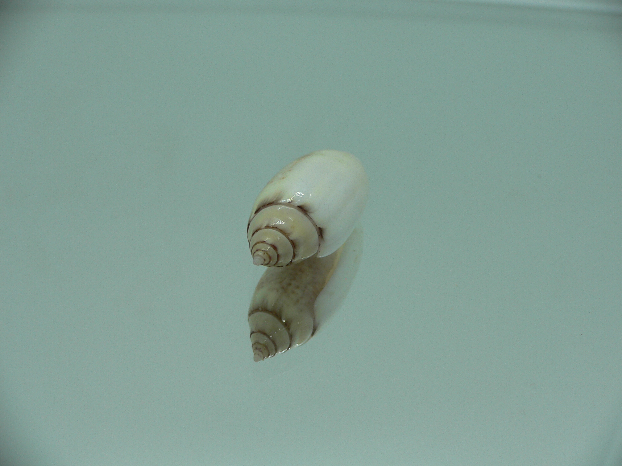 Oliva (Acutoliva) australis 7