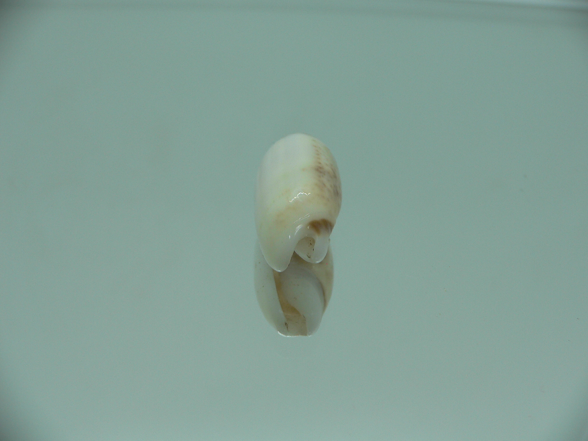 Oliva (Acutoliva) australis 7