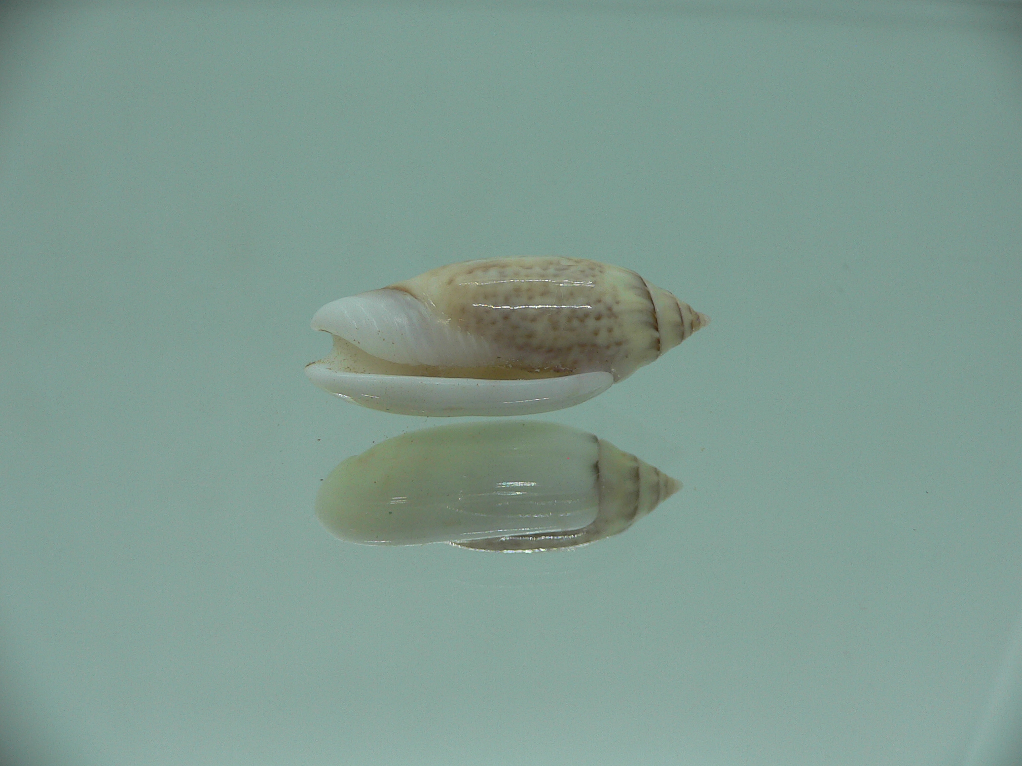 Oliva (Acutoliva) australis 7