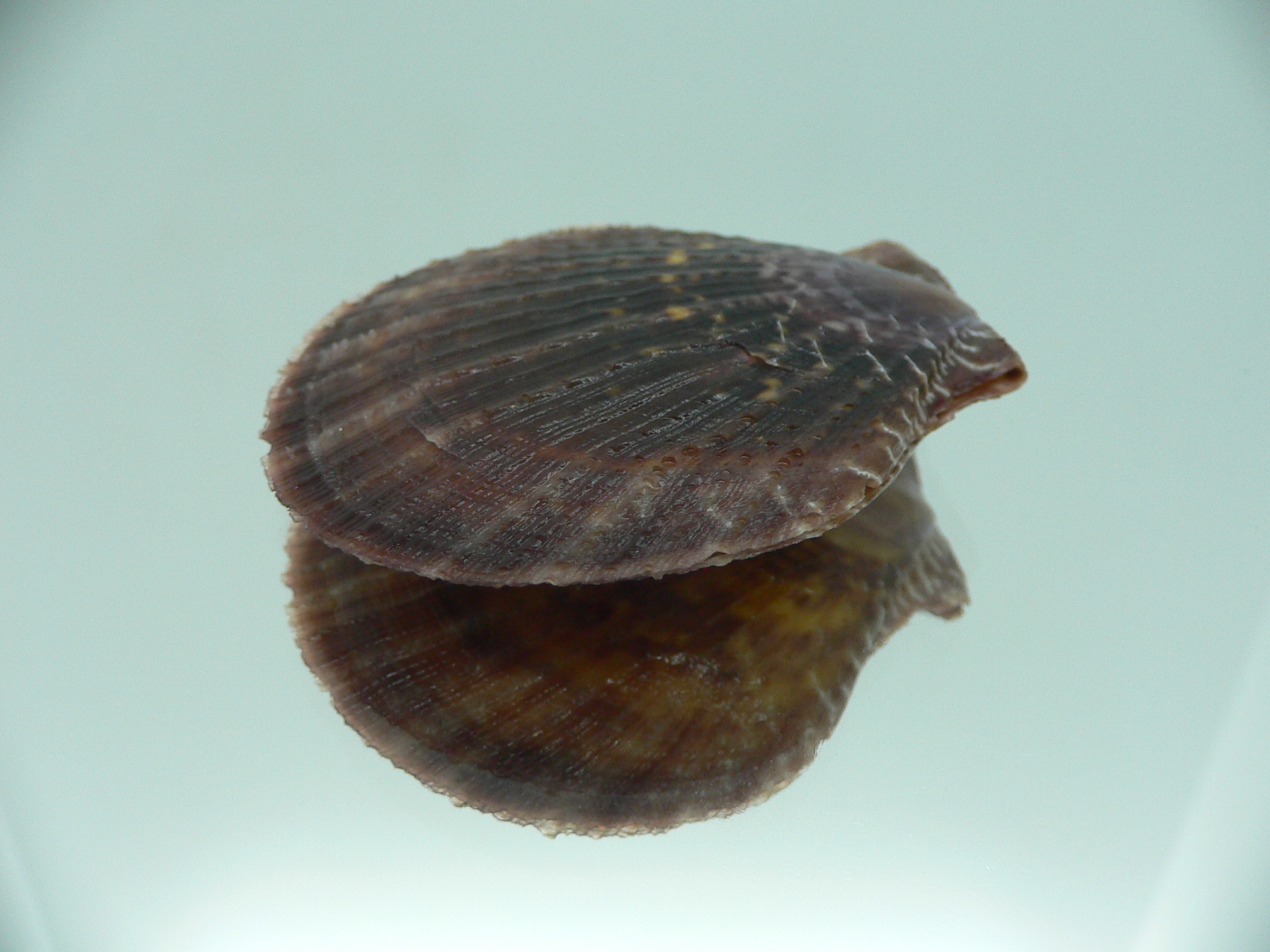 Laevichlamys squamosa DARK COLOR