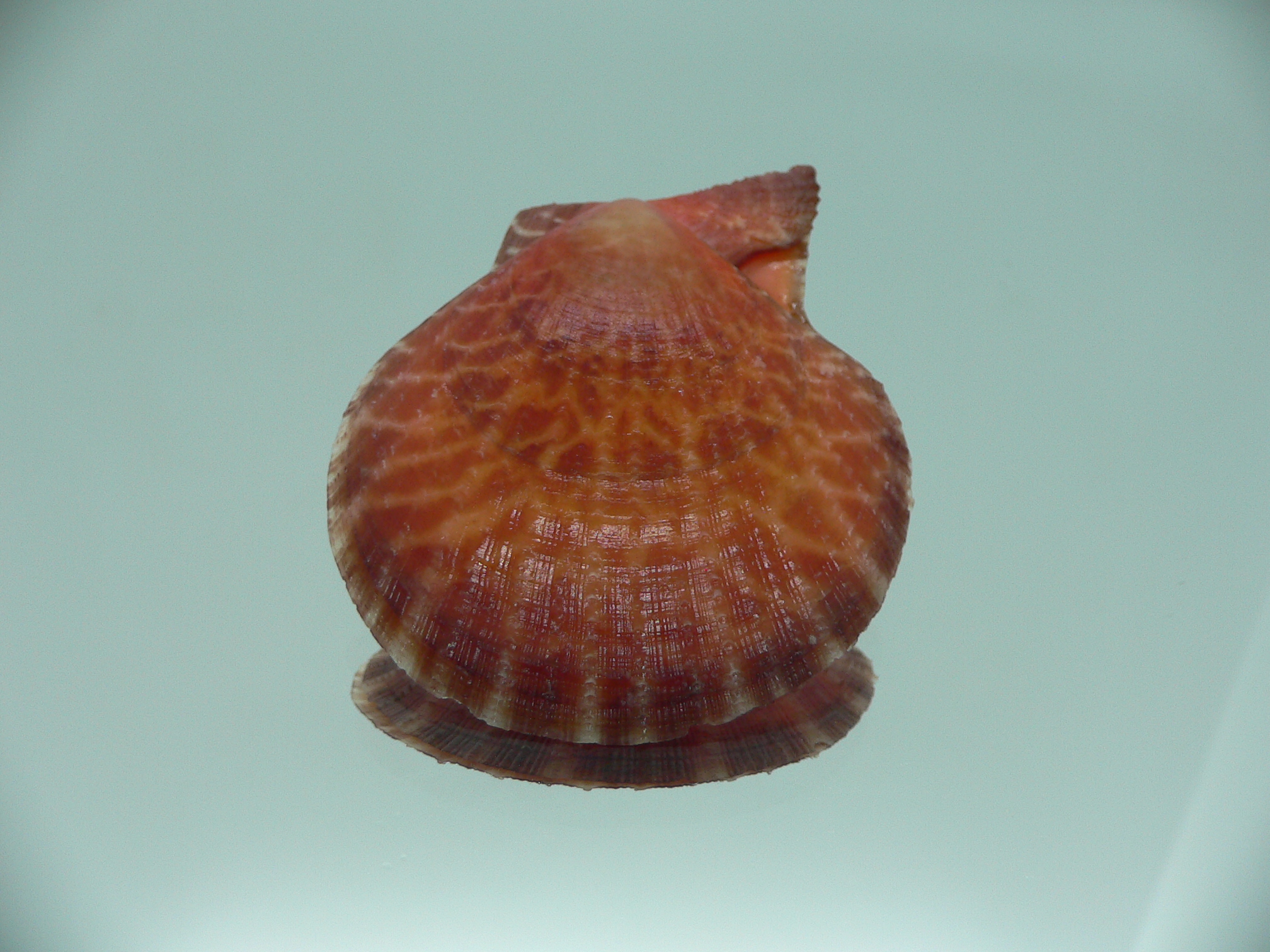 Laevichlamys squamosa COLOR