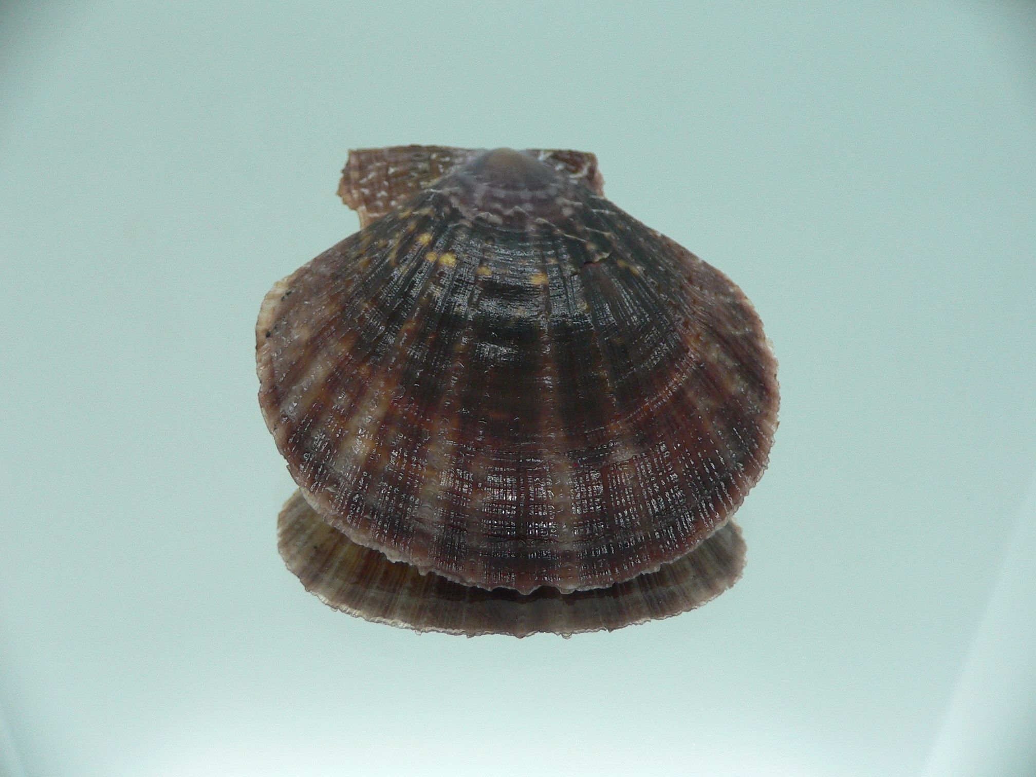 Laevichlamys squamosa DARK COLOR