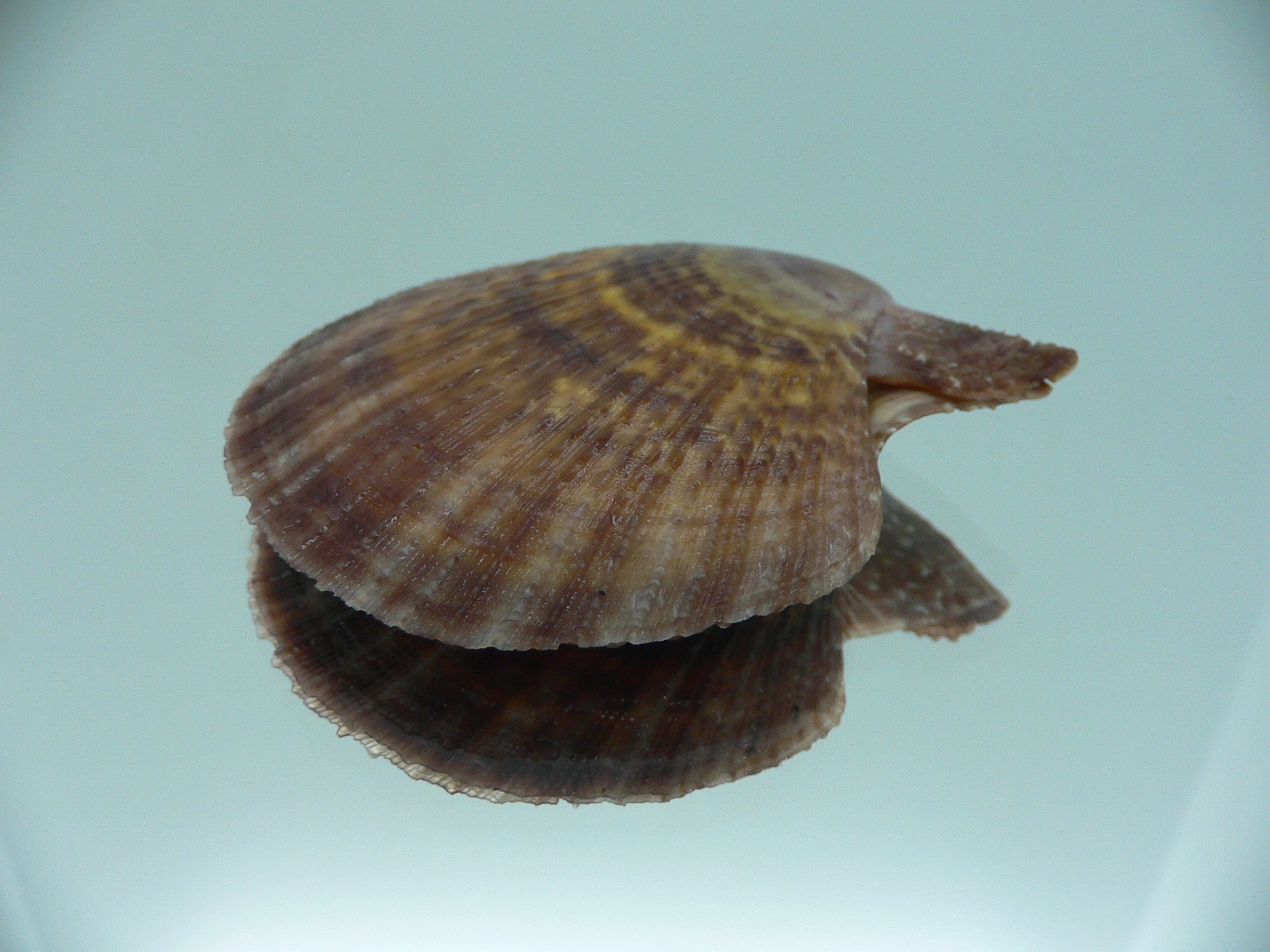 Laevichlamys squamosa DARK COLOR