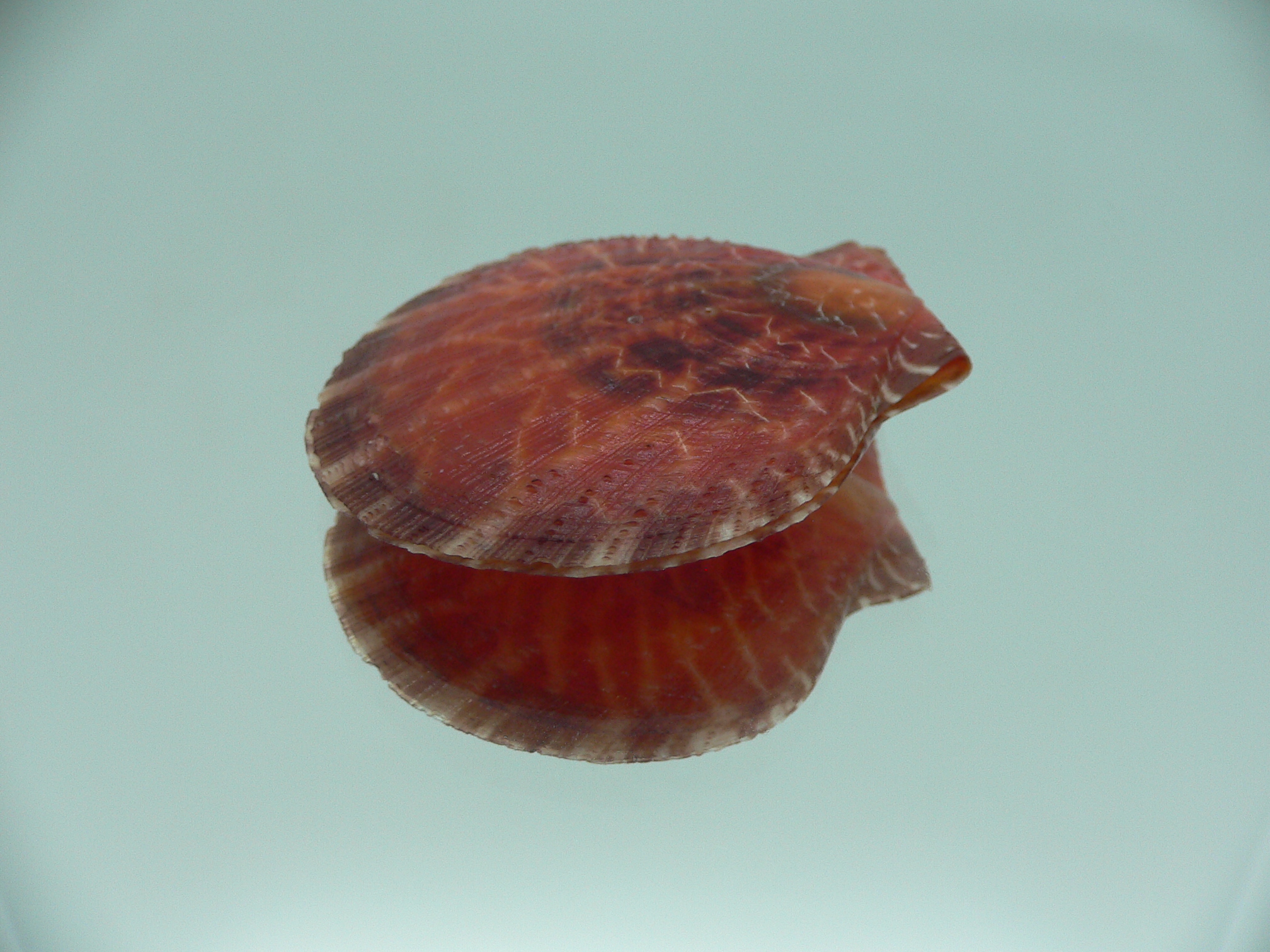 Laevichlamys squamosa COLOR