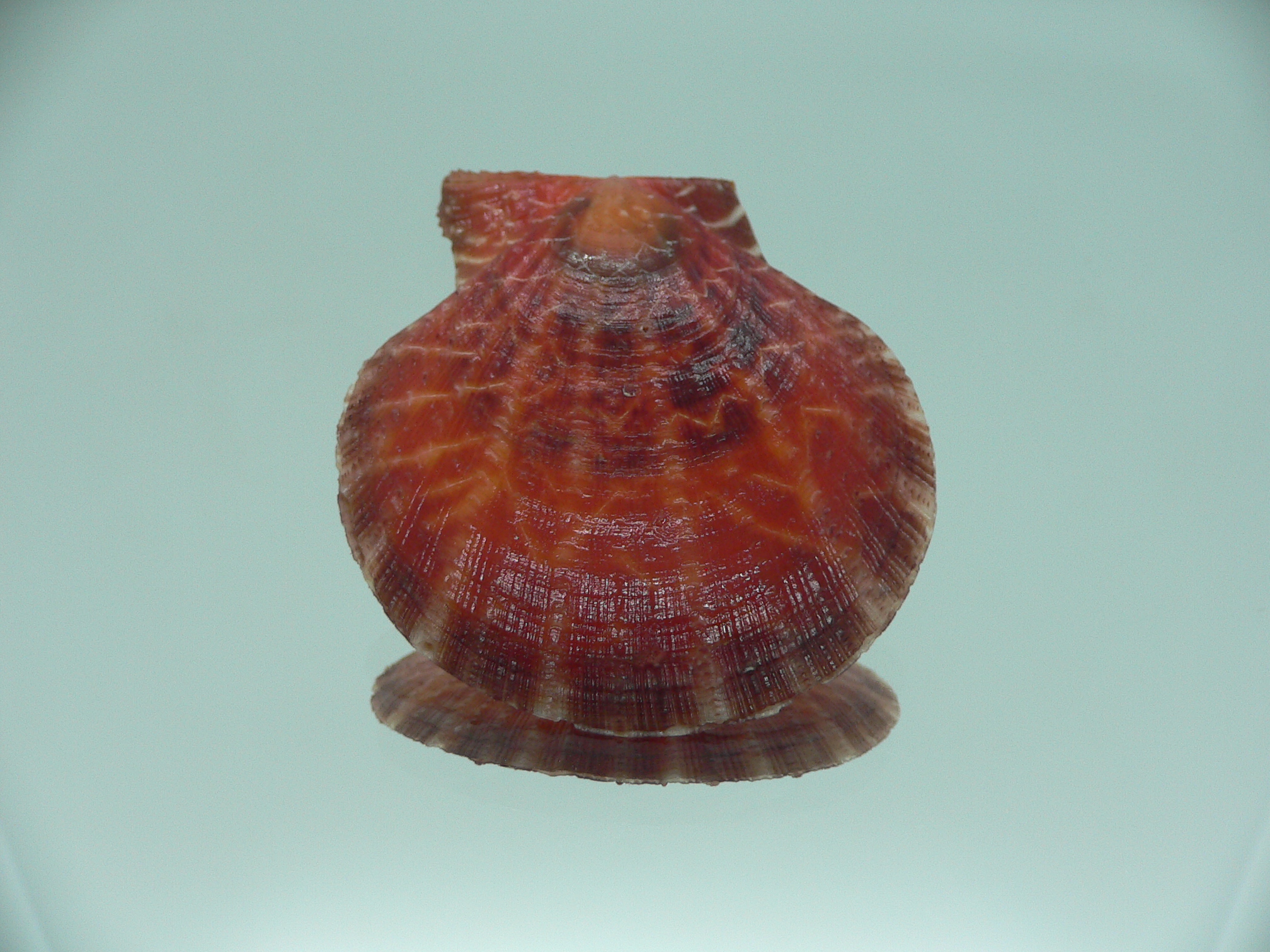 Laevichlamys squamosa COLOR