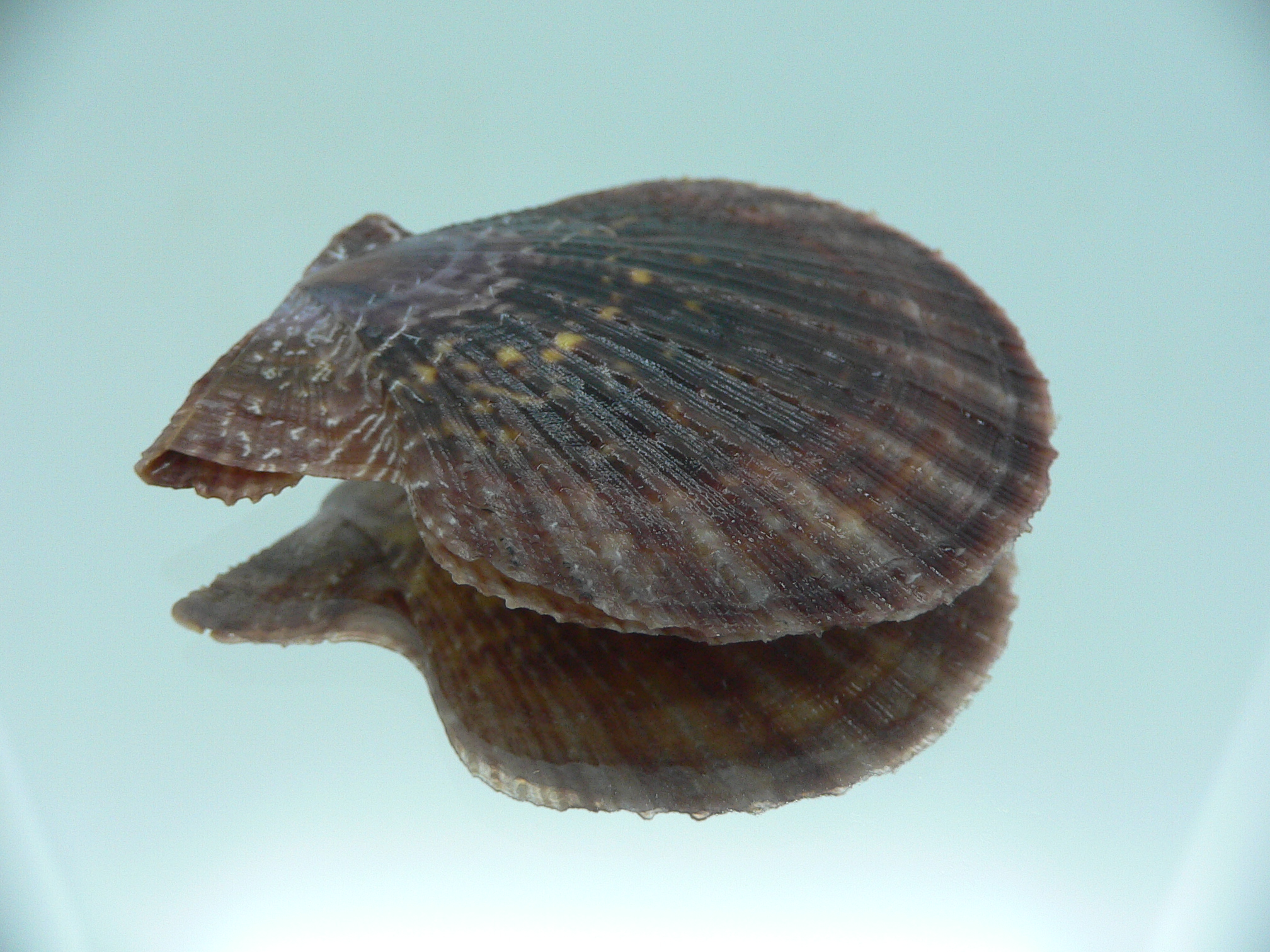 Laevichlamys squamosa DARK COLOR