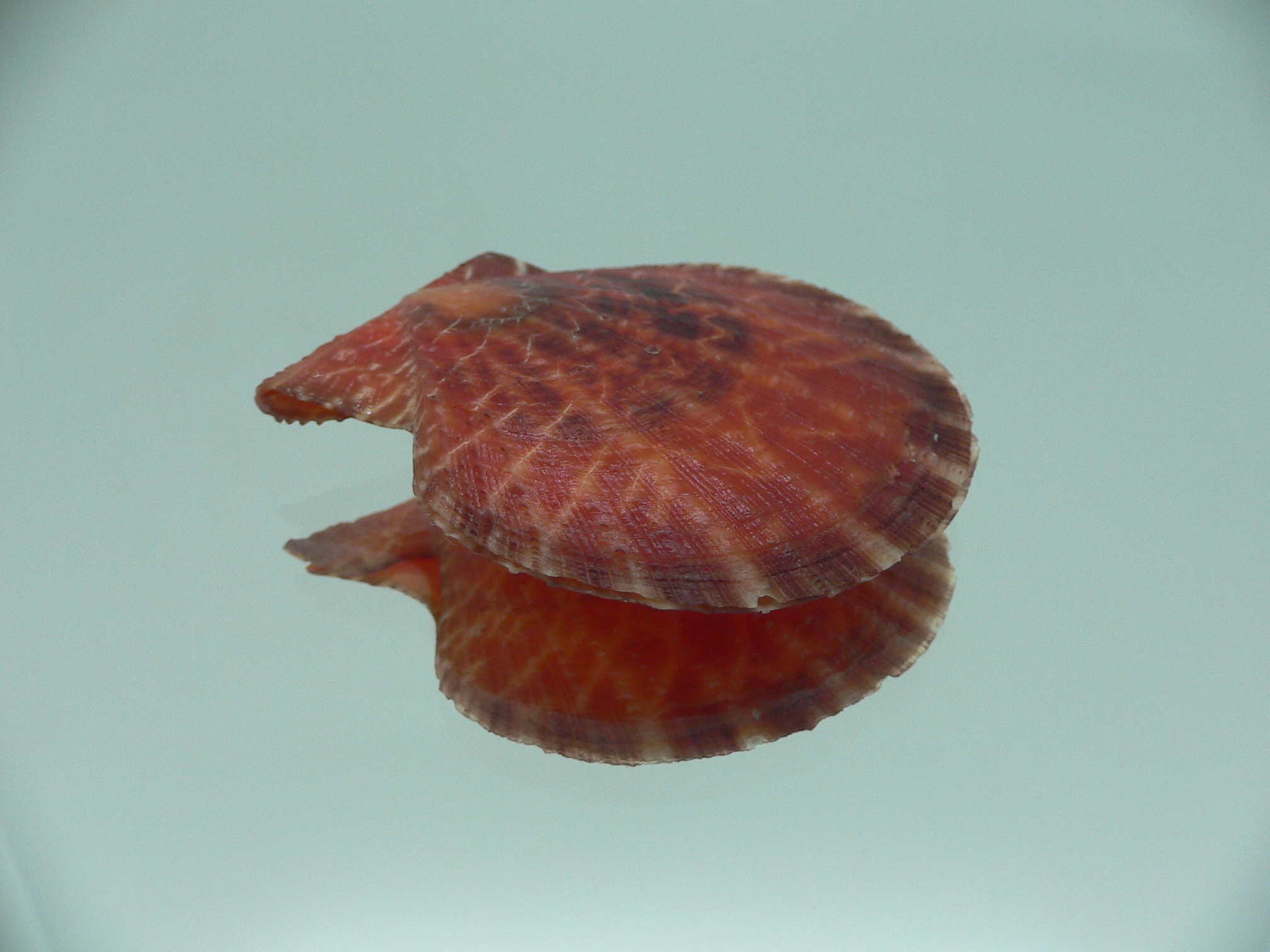 Laevichlamys squamosa COLOR
