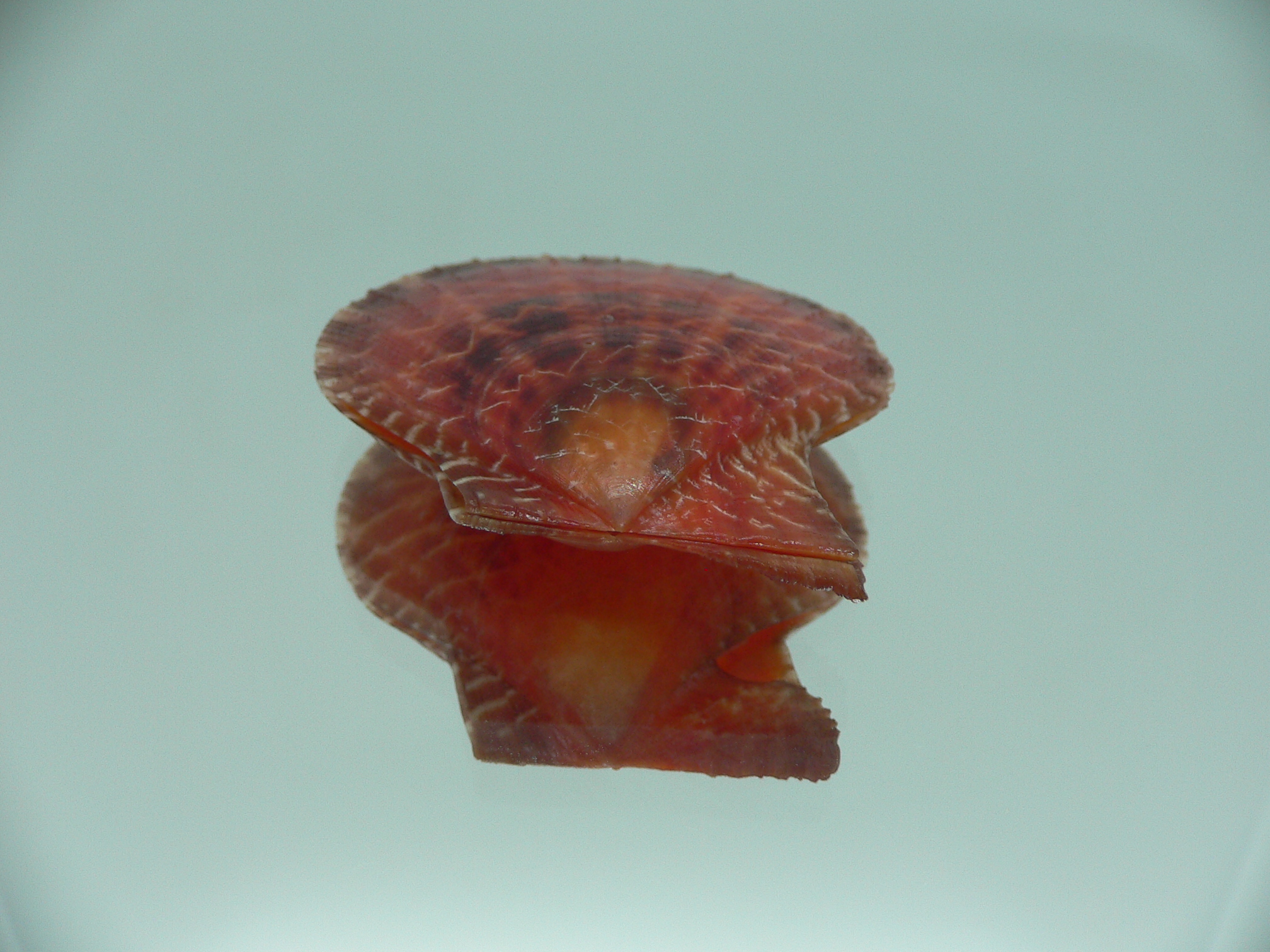 Laevichlamys squamosa COLOR