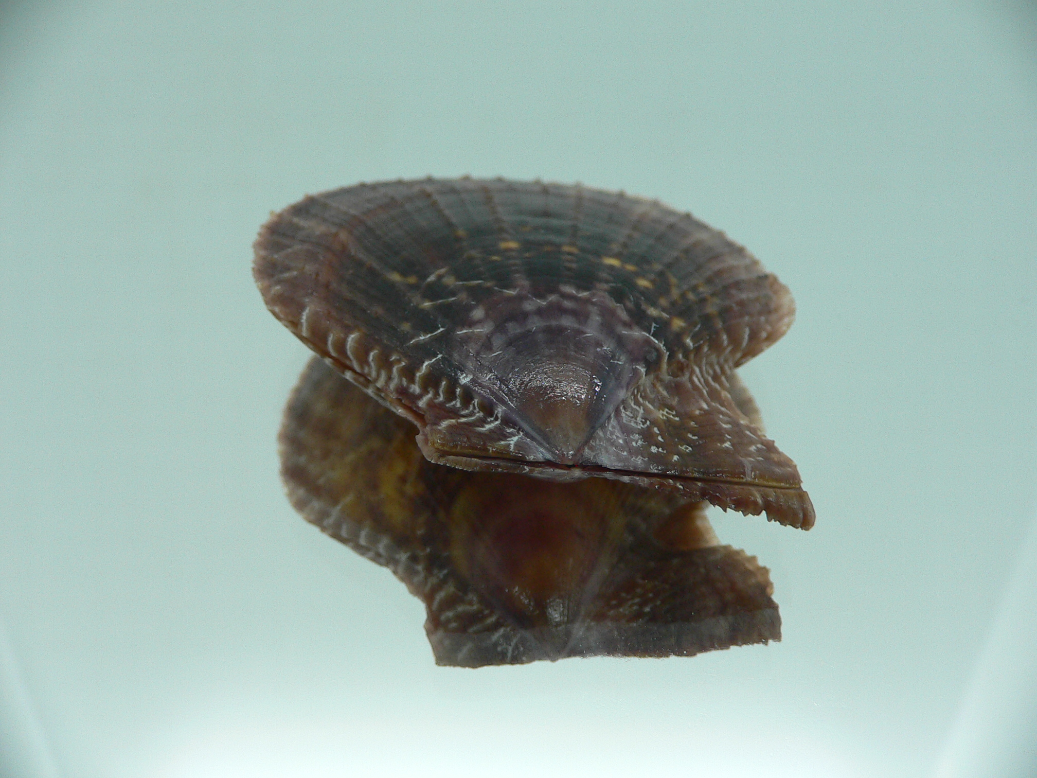 Laevichlamys squamosa DARK COLOR