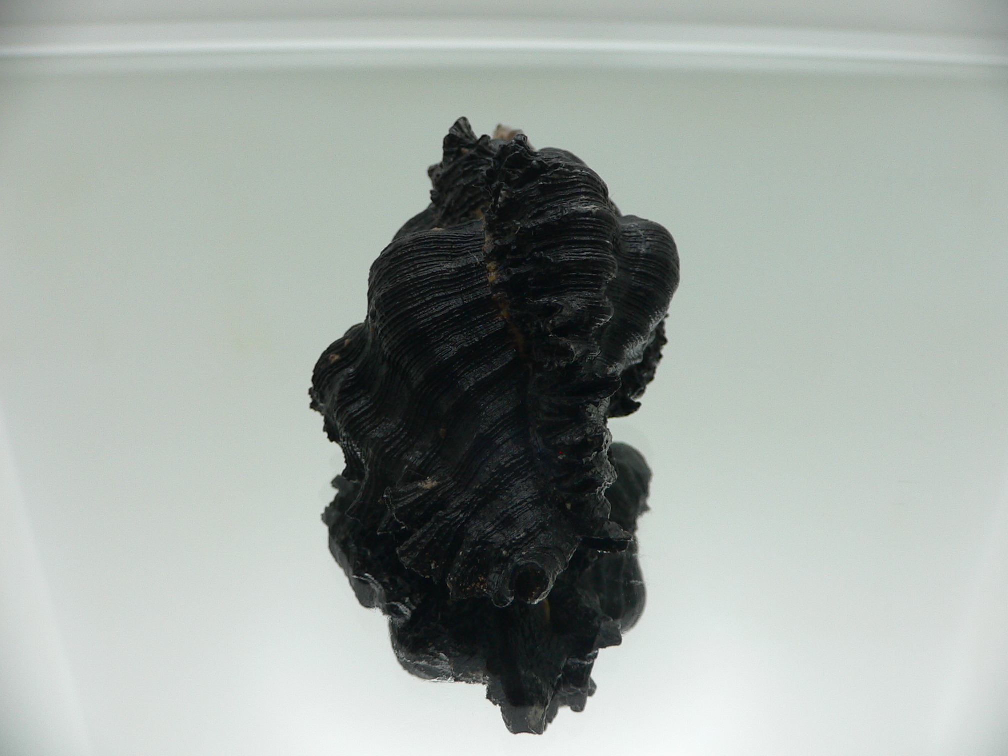 Chicoreus brunneus WIDE