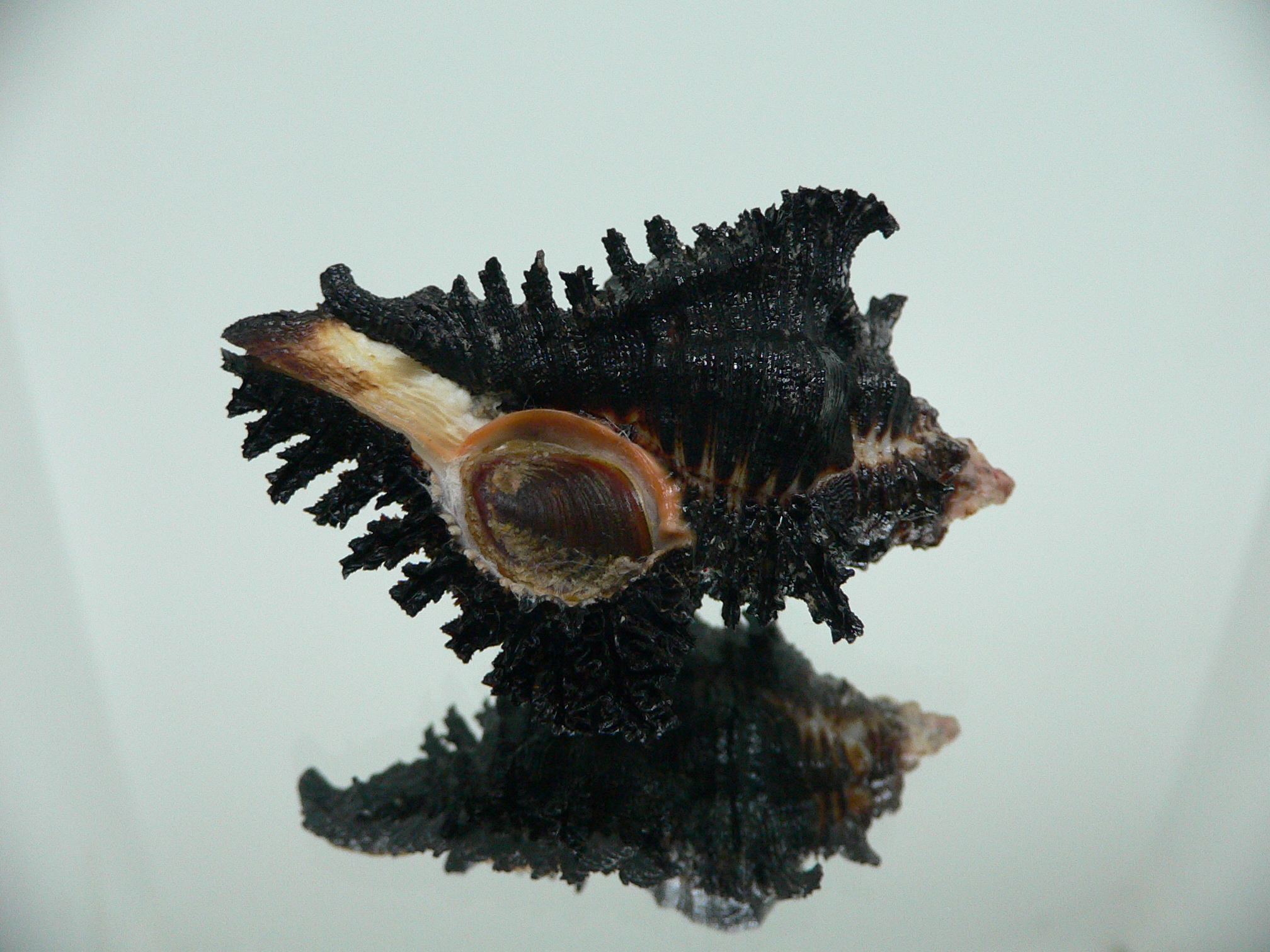 Chicoreus brunneus WIDE