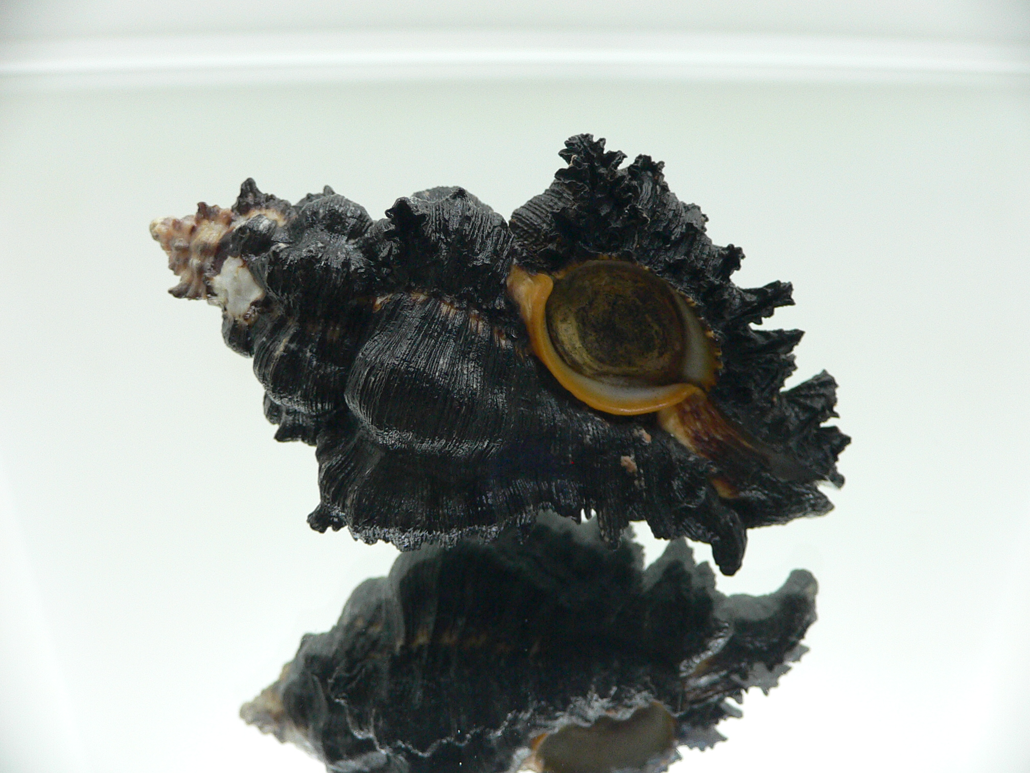 Chicoreus brunneus WIDE