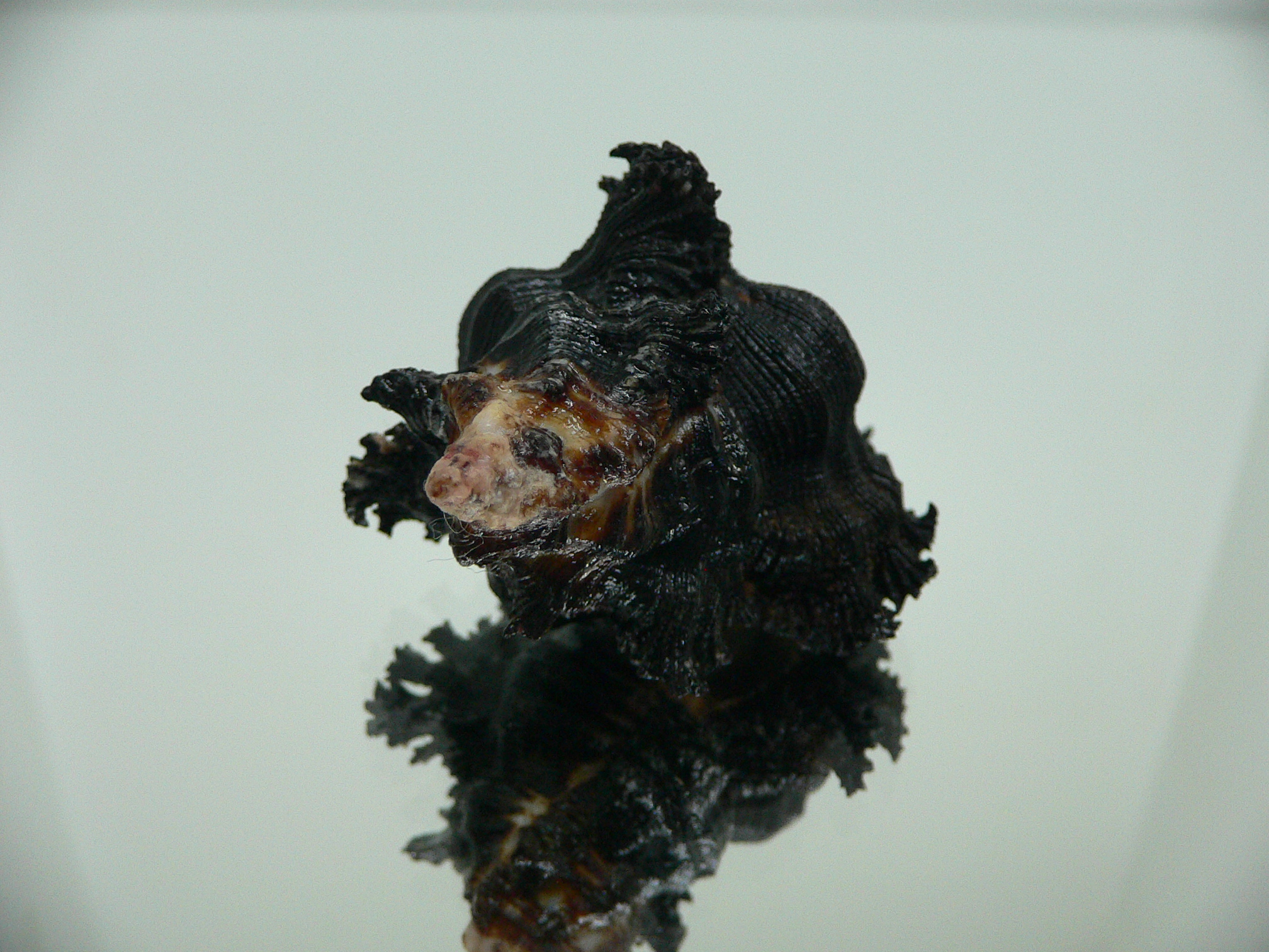 Chicoreus brunneus WIDE