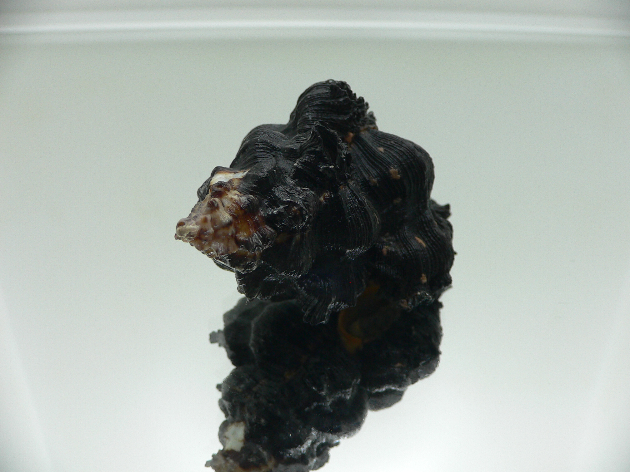 Chicoreus brunneus WIDE