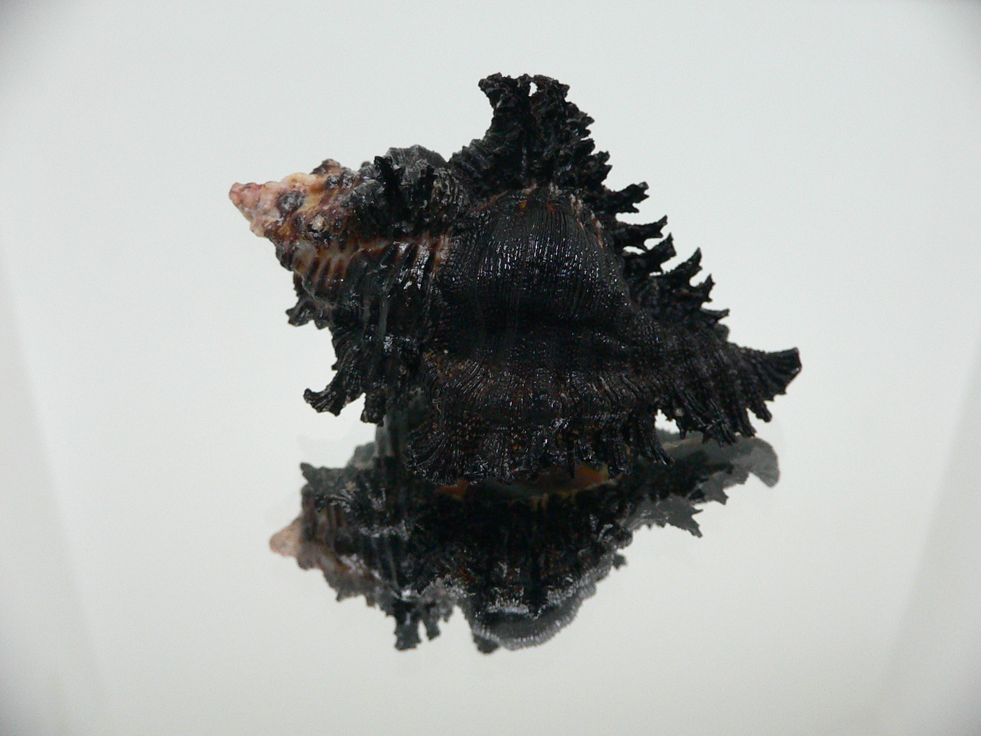 Chicoreus brunneus WIDE