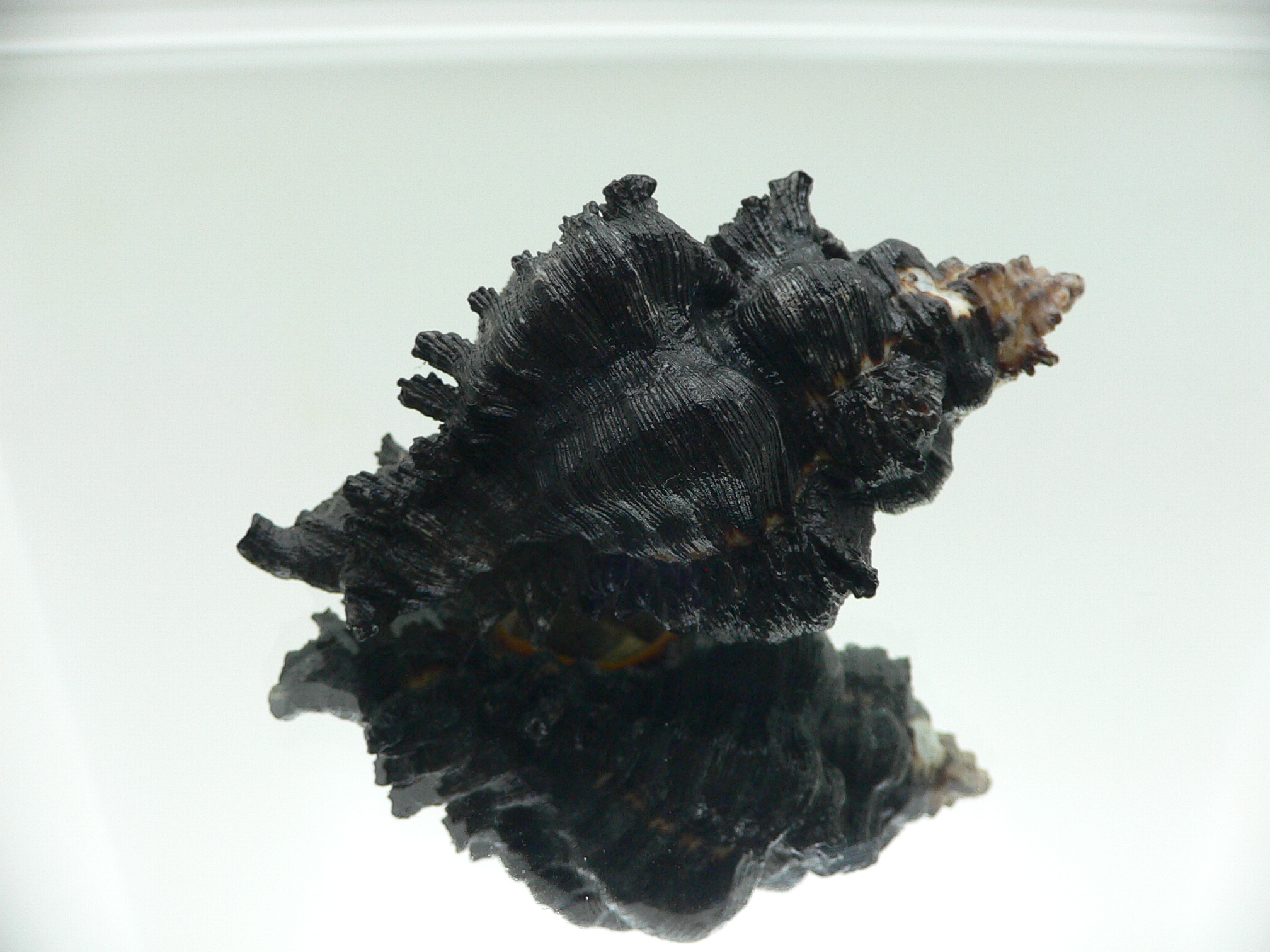 Chicoreus brunneus WIDE