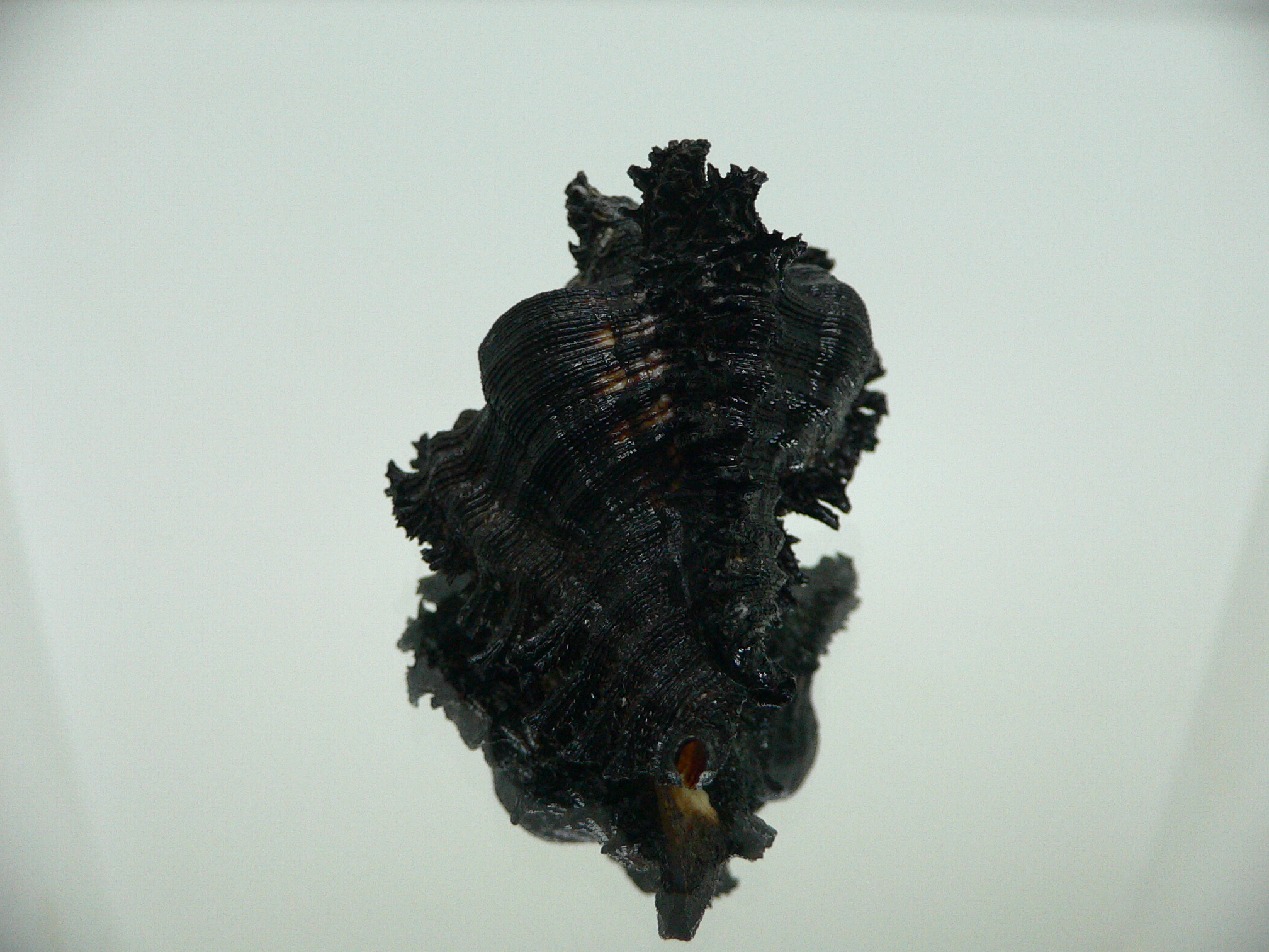 Chicoreus brunneus WIDE