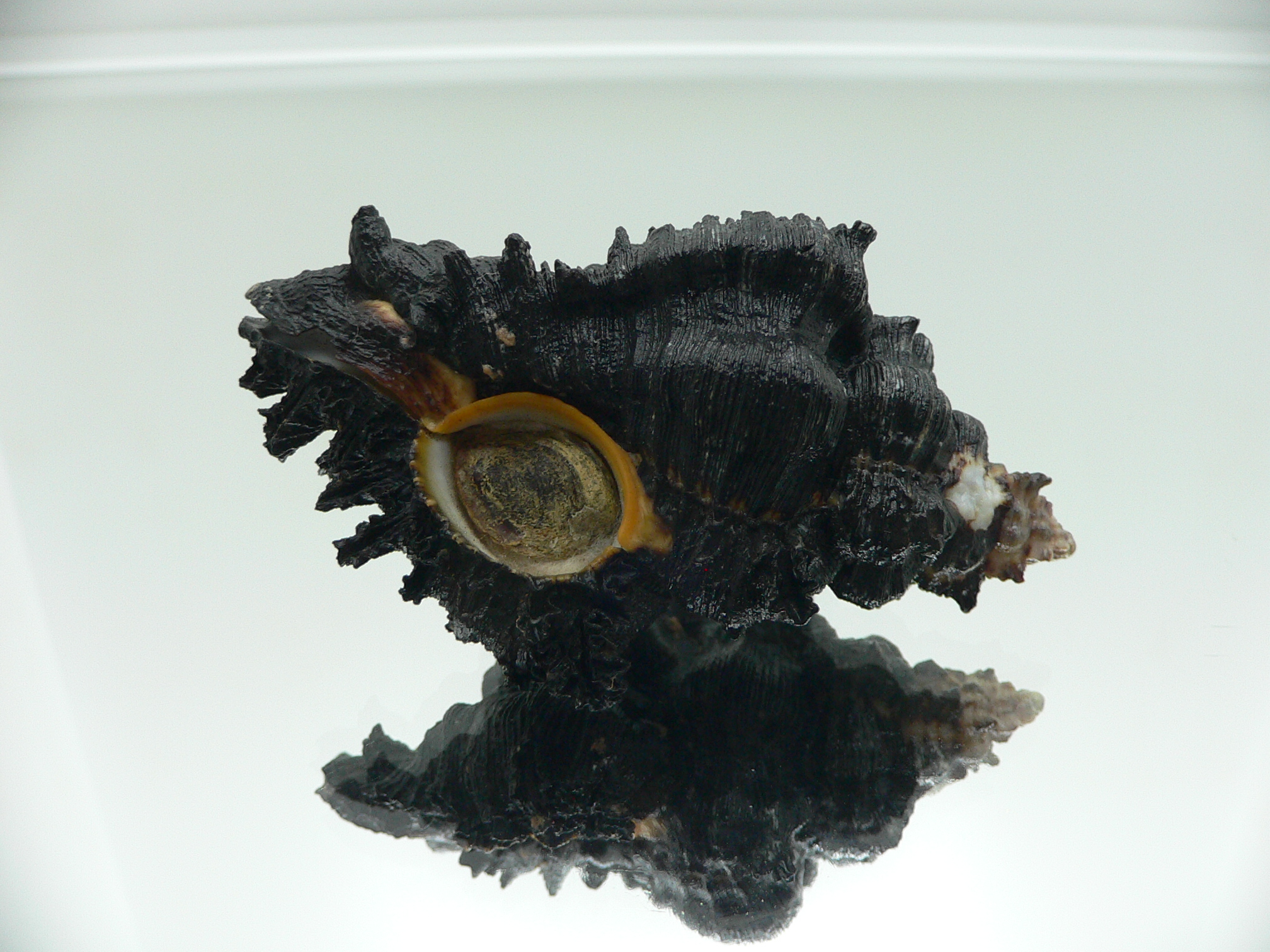 Chicoreus brunneus WIDE