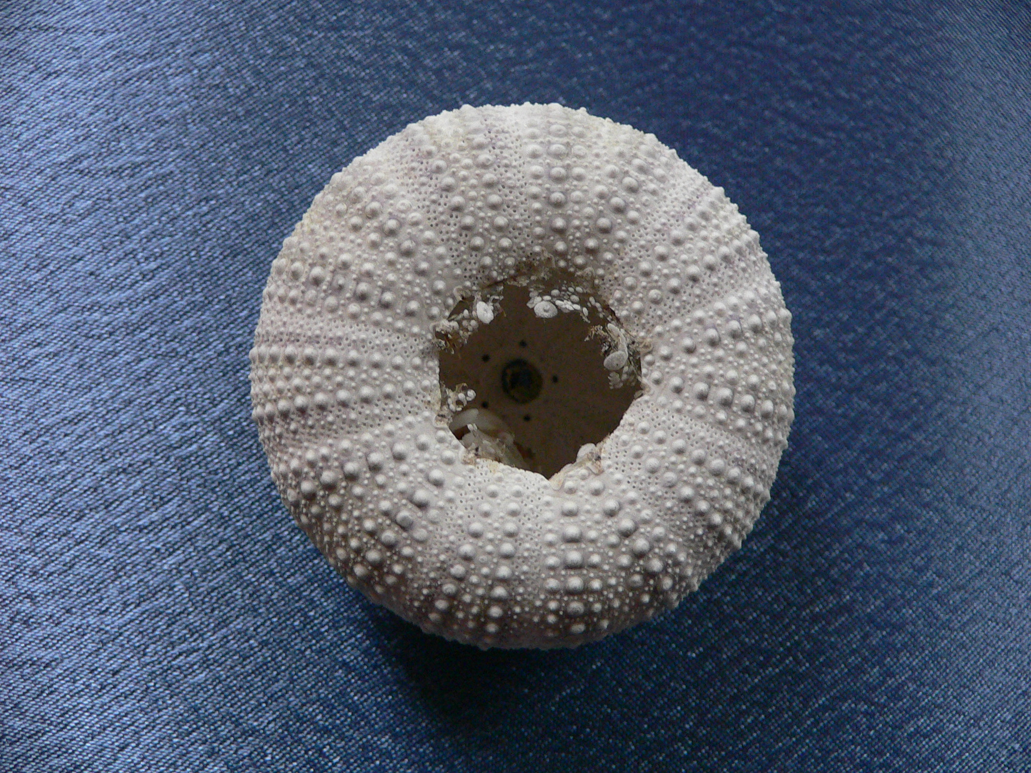 Strongylocentrotus pulchellus